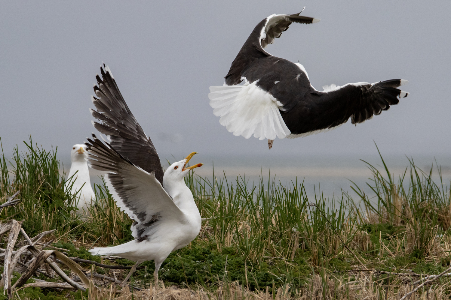 Black backed gulls. Chris Paparo photo