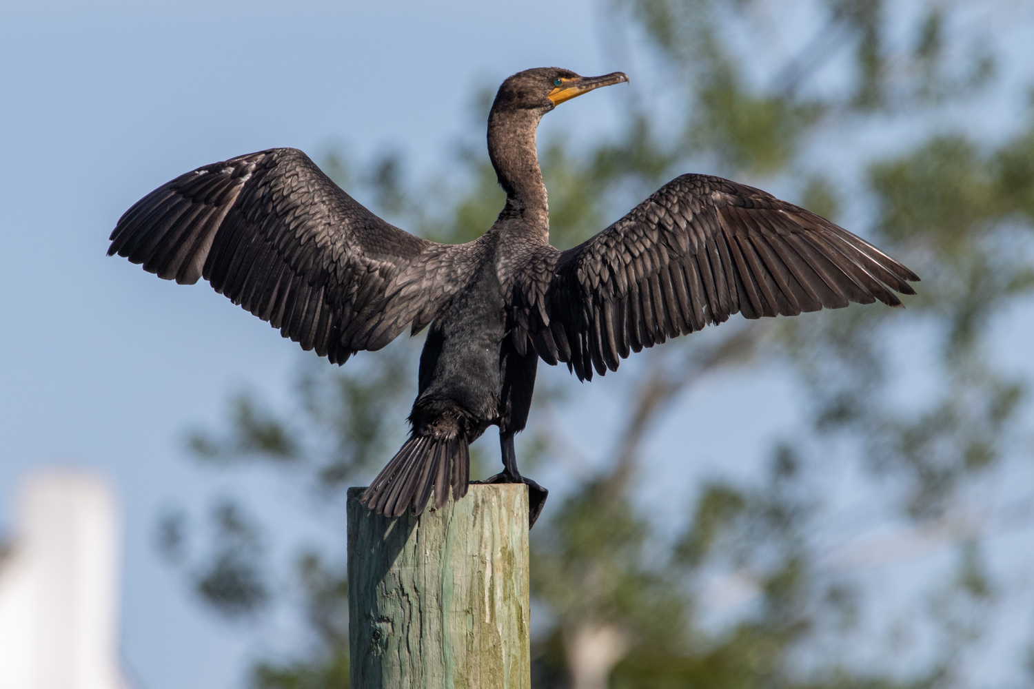 Double crested cormorant. Chris Paparo photo