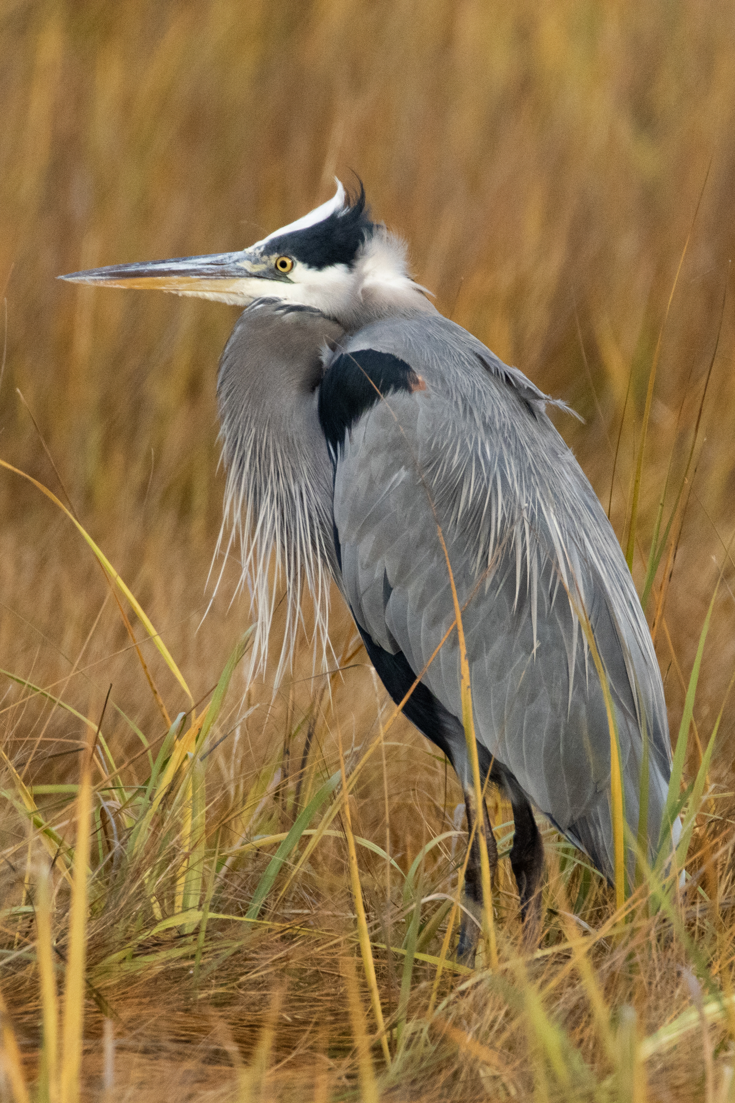 Great blue heron. Chris Paparo photo