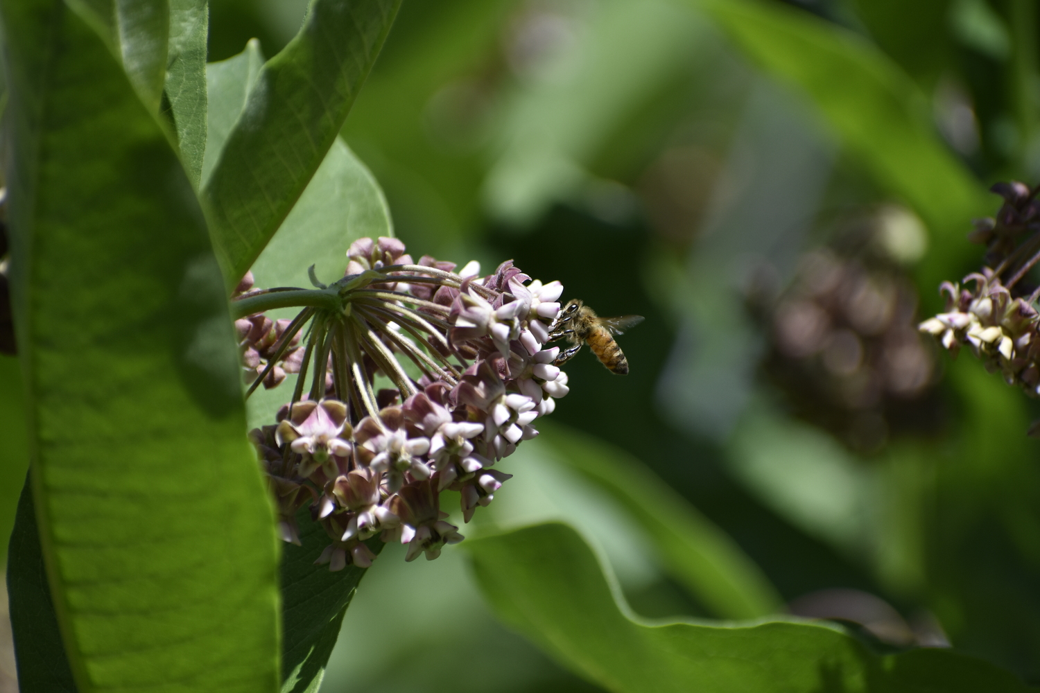 A honeybee on common milkweed. BRENDAN J. O'REILLY