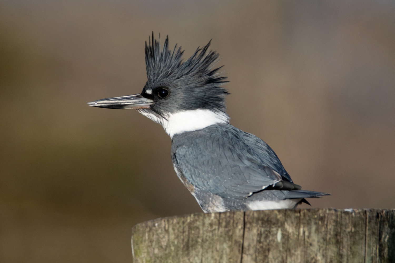 Kingfisher. Chris Paparo photo