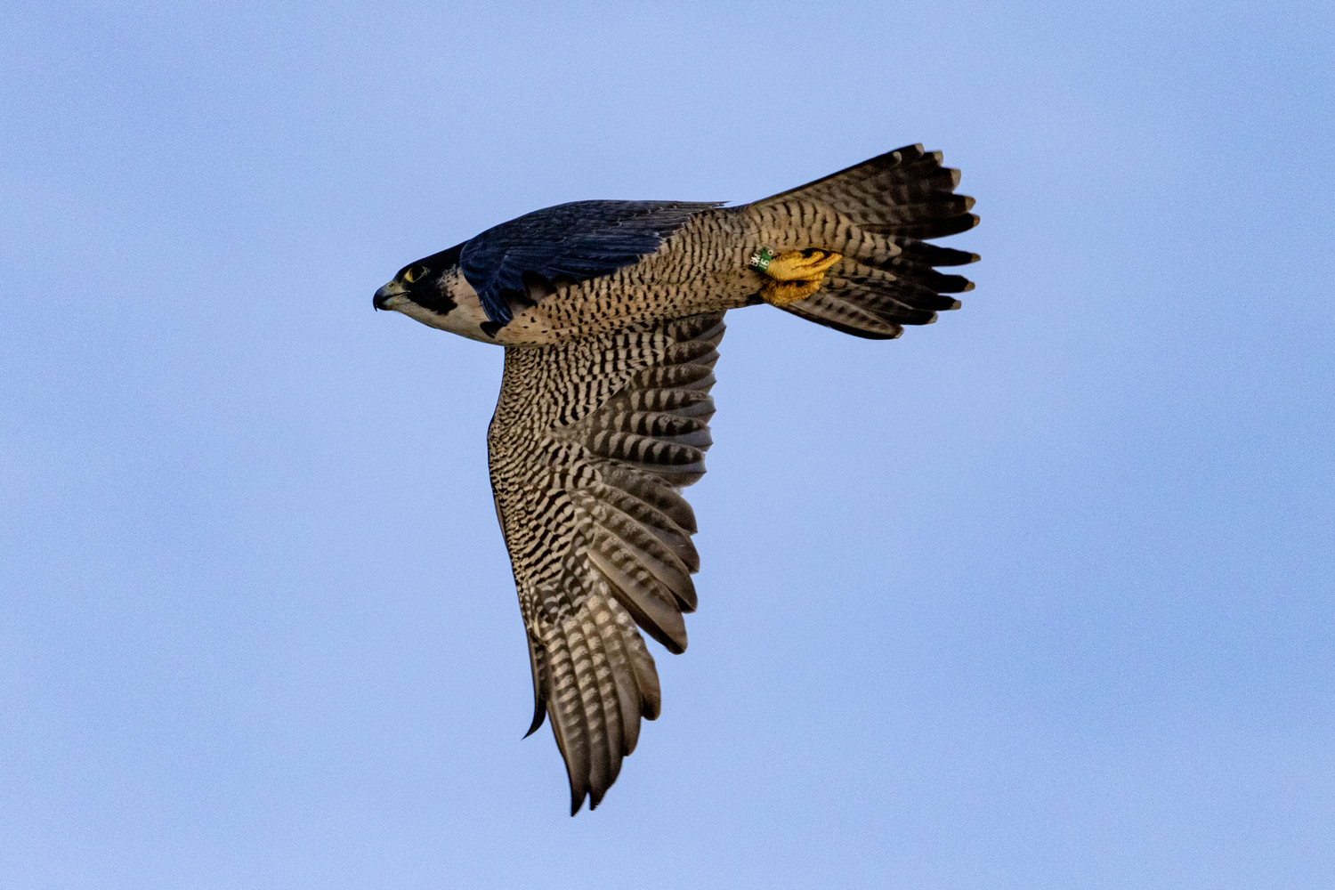 Peregrine falcon. Chris Paparo photo