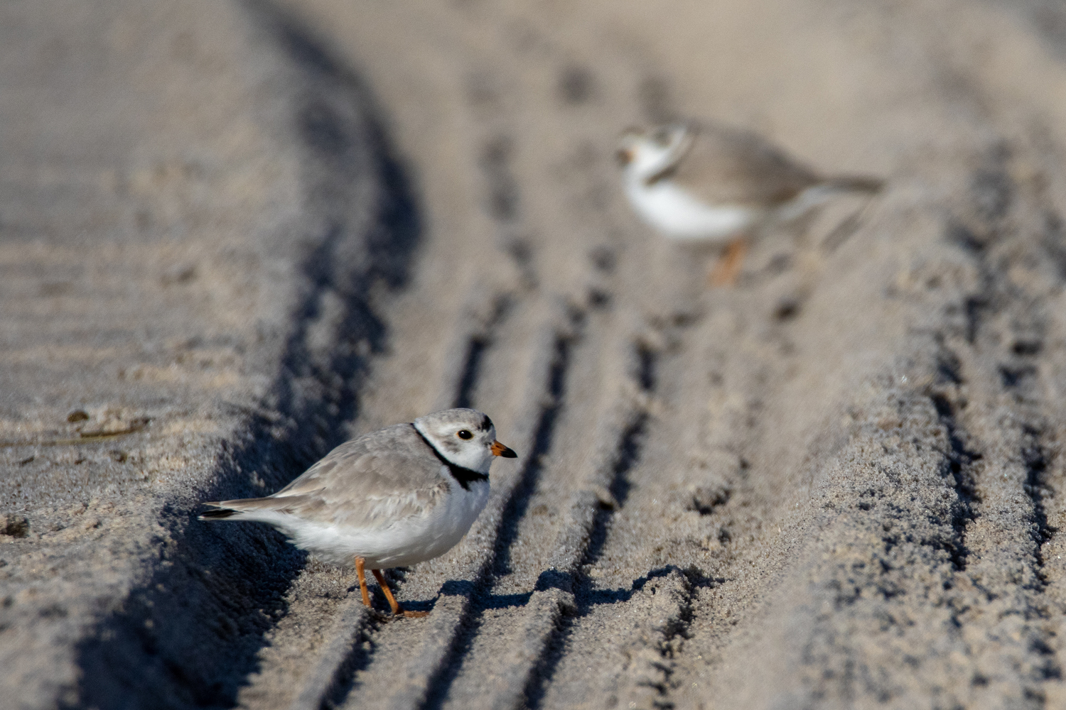 Piping plovers. Chris Paparo photo