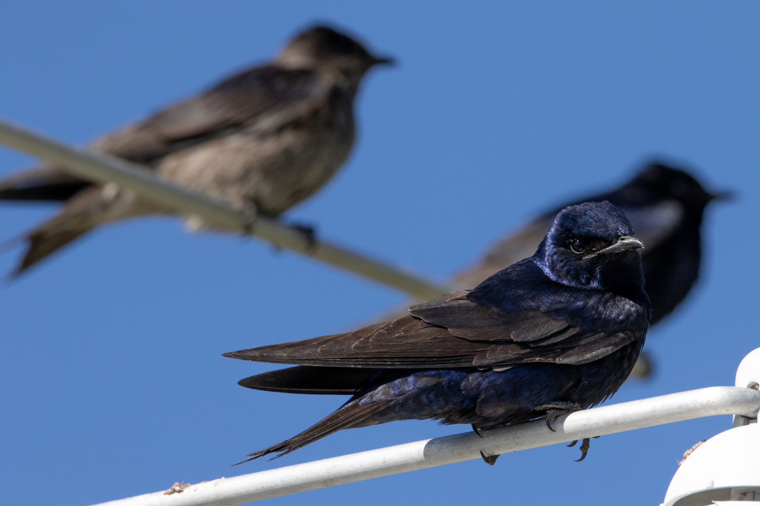 Purple martins. Chris Paparo photo