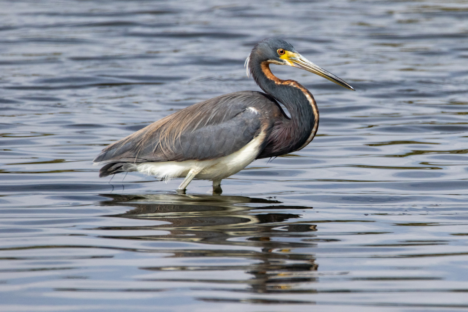 Tricolor heron. Chris Paparo photo