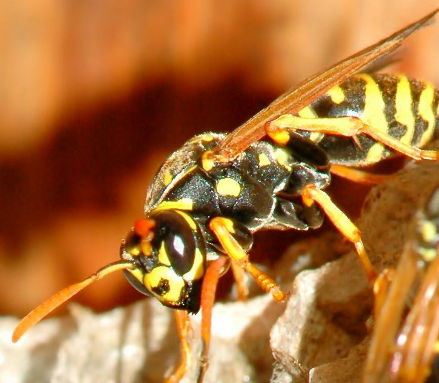 Paper wasp.  DYET