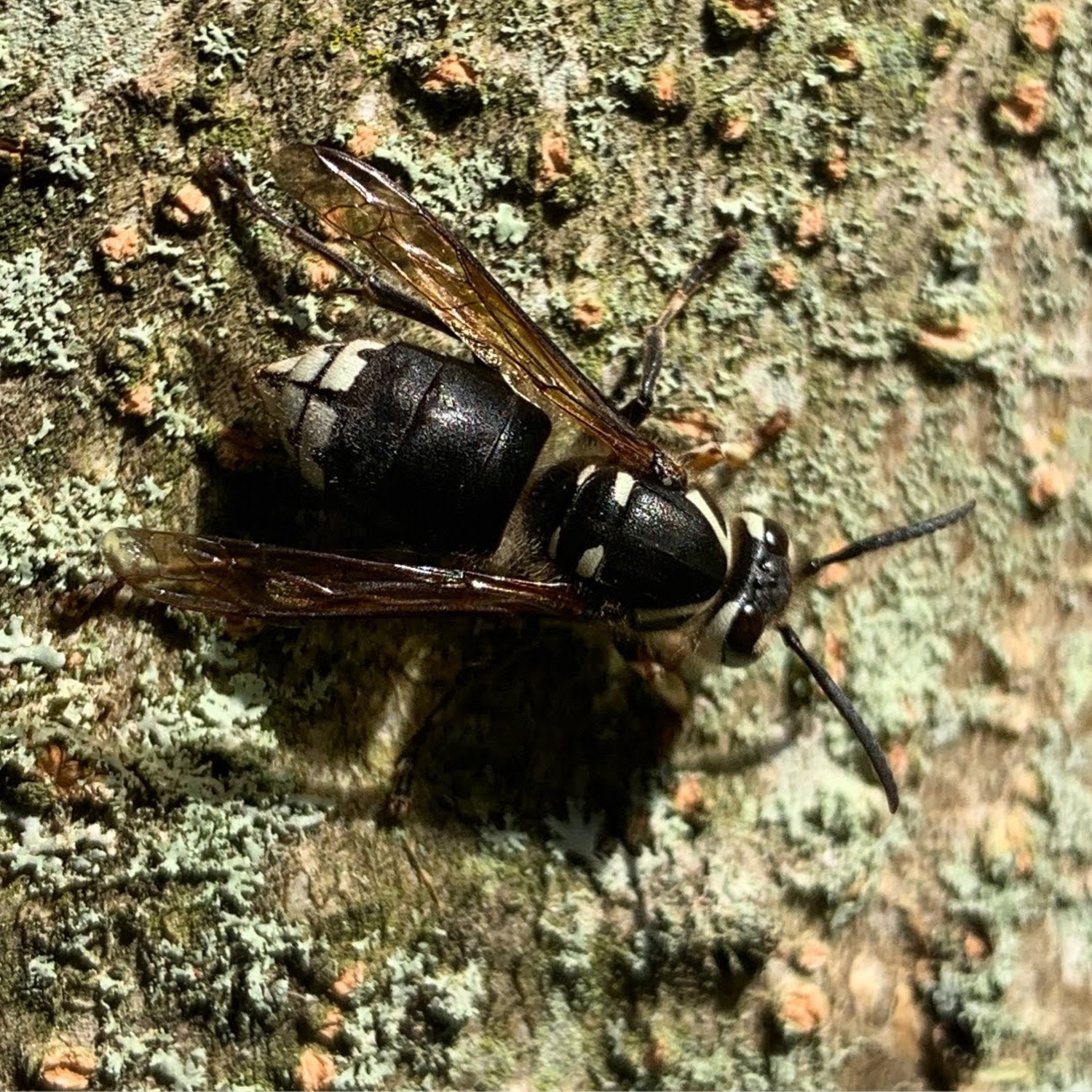 A bald-faced hornet, an aerial-nesting wasp.  BRENDAN J. O'REILLY