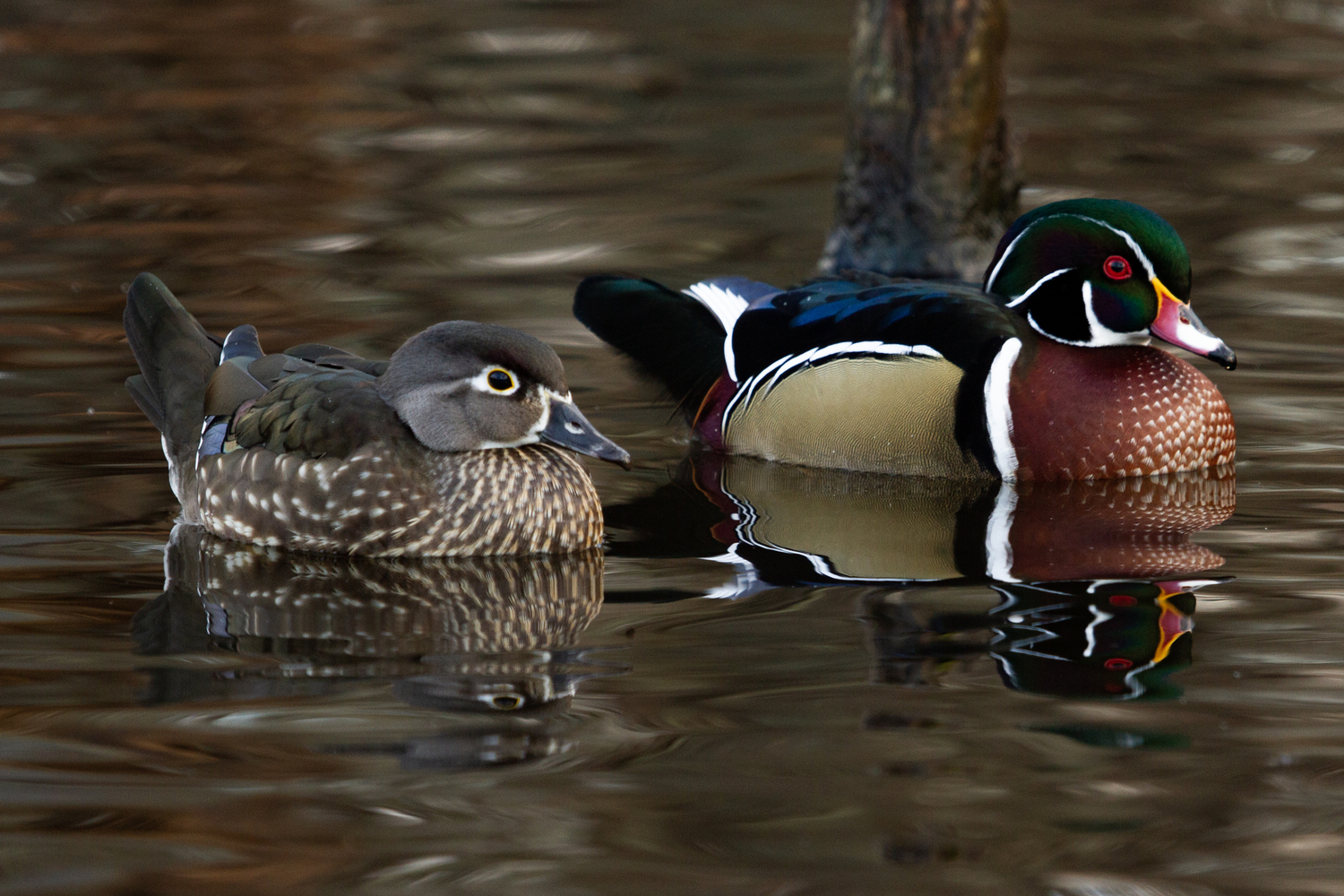 Wood ducks. Chris Paparo photo