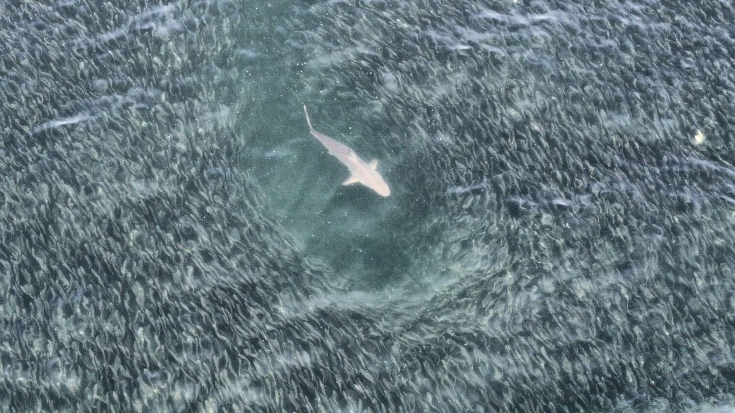 A shark in the ocean off of East Hampton. JOHN RYAN