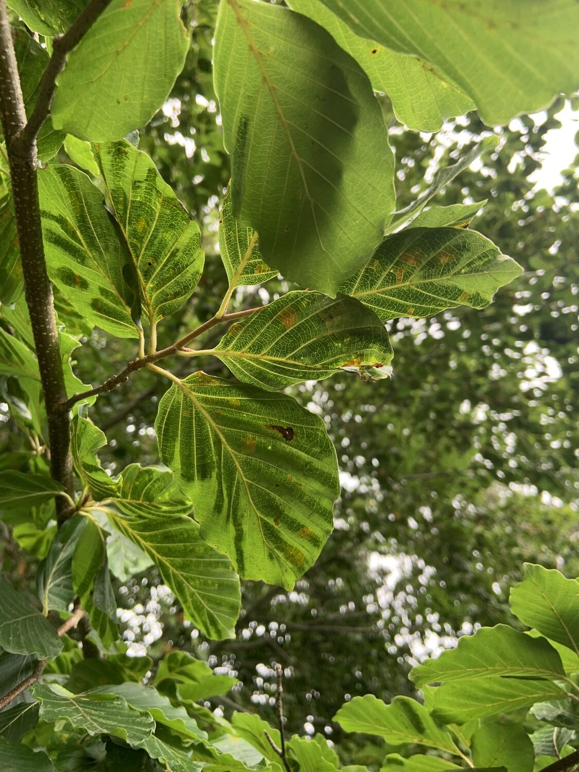 The underside of beech leafs infected with the nematode that causes beech leaf disease. BRENDAN J. O'REILLY