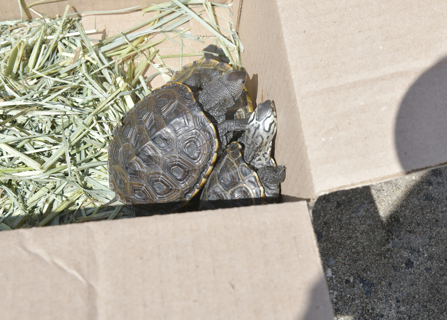 Baby diamondback terrapins that hatched in the spring at the Turtle Rescue of the Hamptons in Jamesport were released on Friday at Scallop Pond.  DANA SHAW