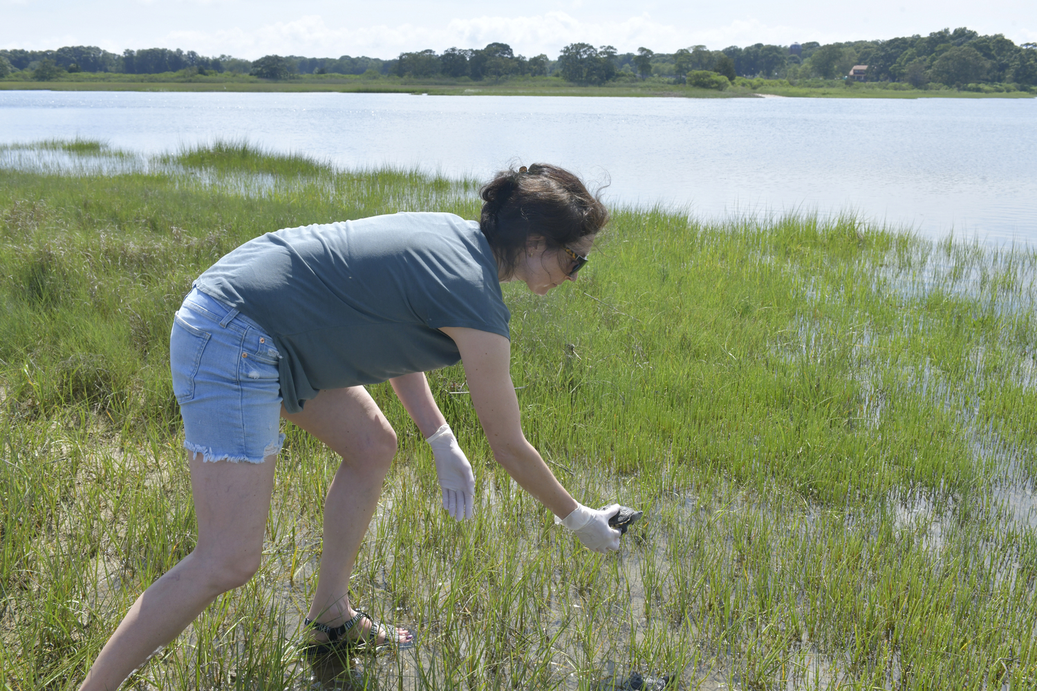 Dr. Marisa Altieri releases a baby turtle into Scallop Pond on Friday.  DANA SHAW