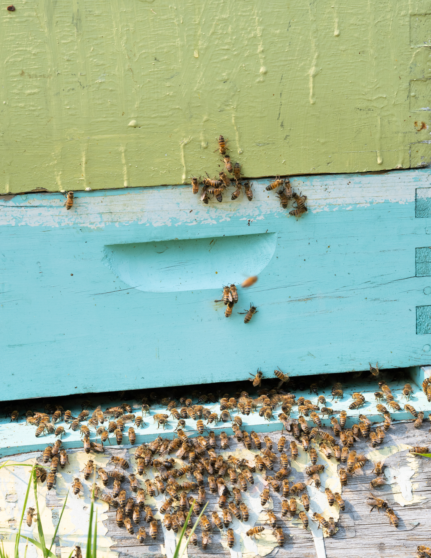 Bee-coming Buzzworthy: The Hives and Highs of Mica Marder