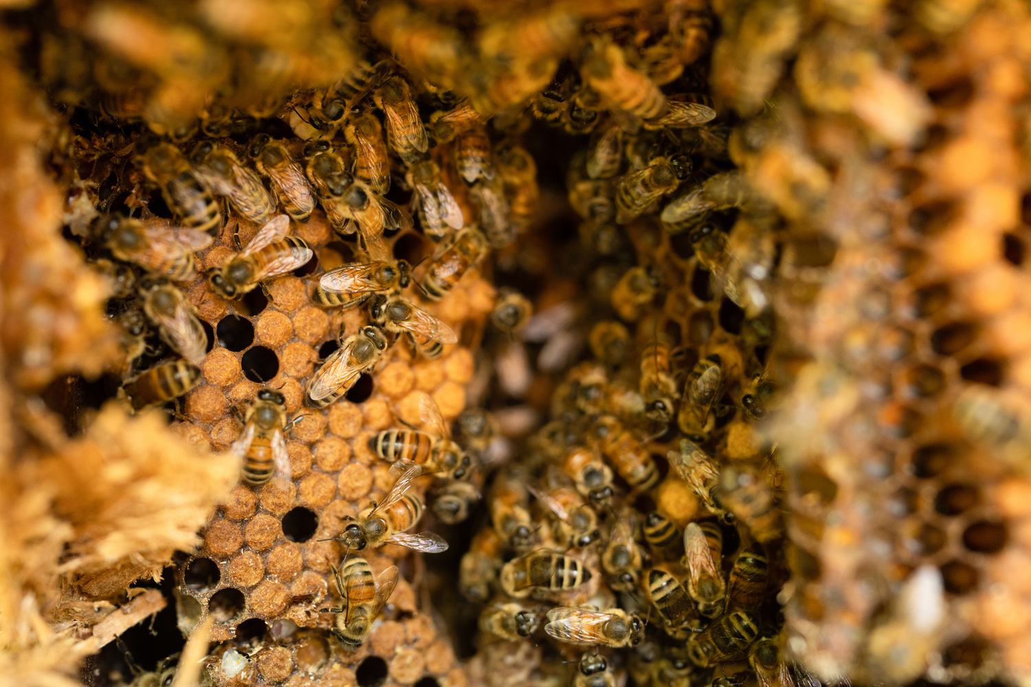 A bee colony is found under the eaves of a home in Montauk, New York.