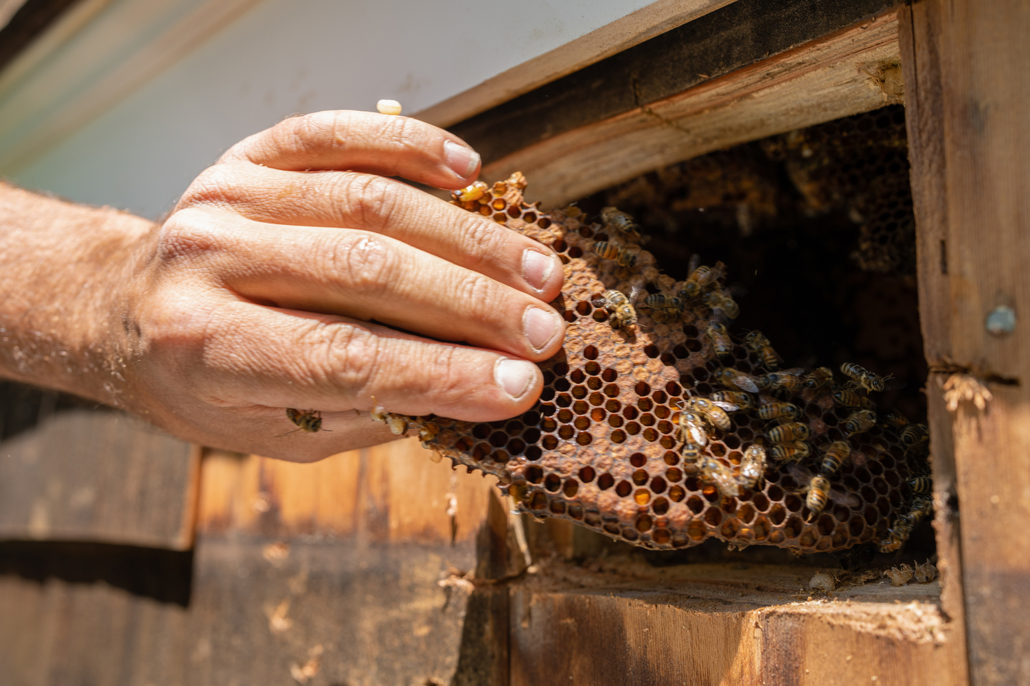 MIca pulls out a piece of a bee hive from under an eave.