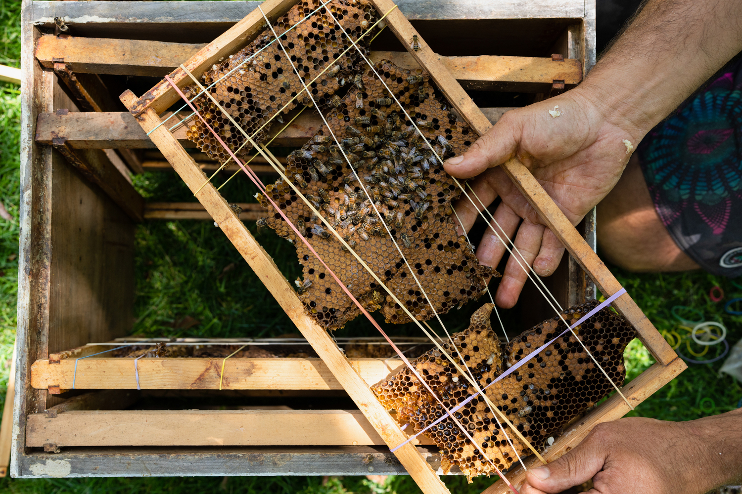 Mica removes pieces of the hive and rebuilds it in a beekeeping box.