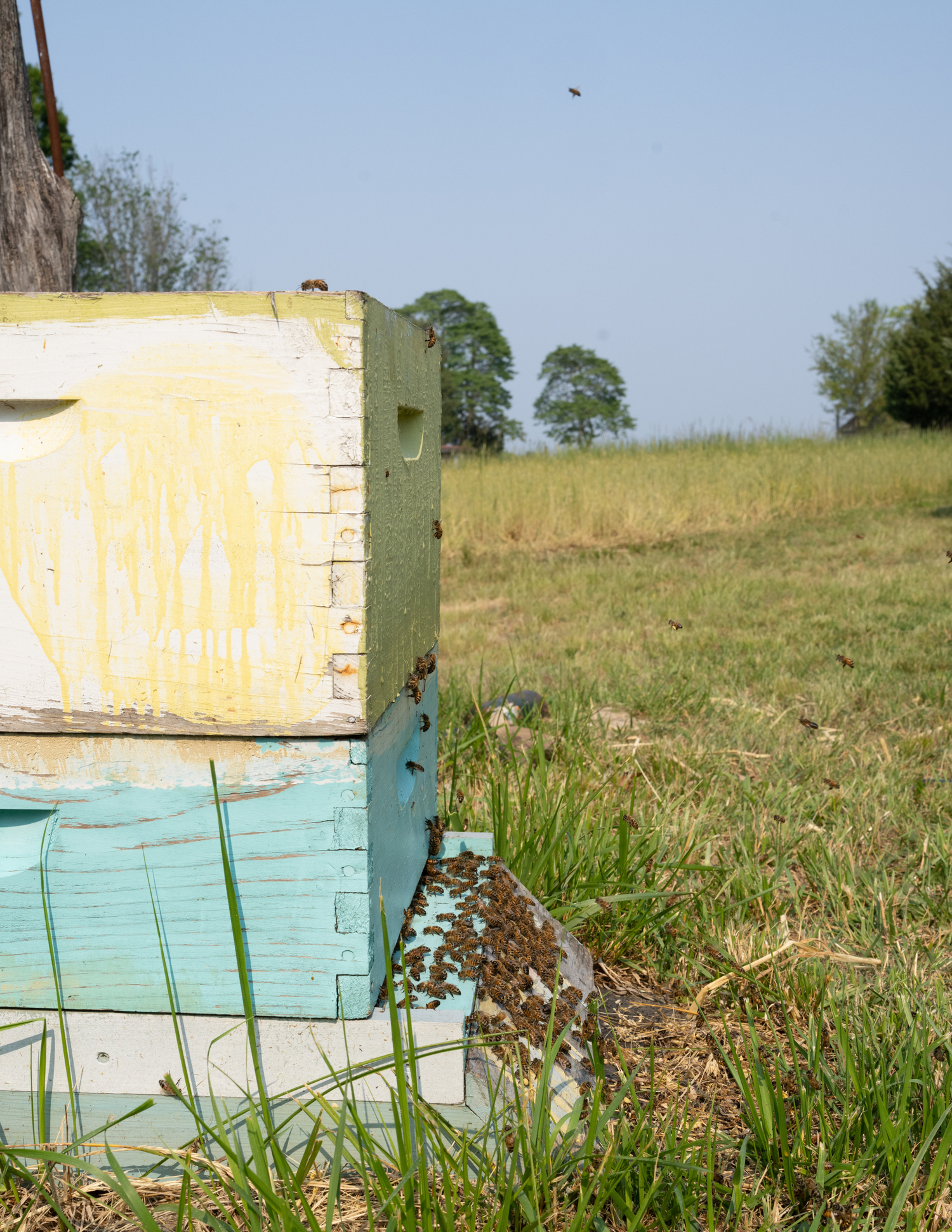 Bee-coming Buzzworthy: The Hives and Highs of Mica Marder