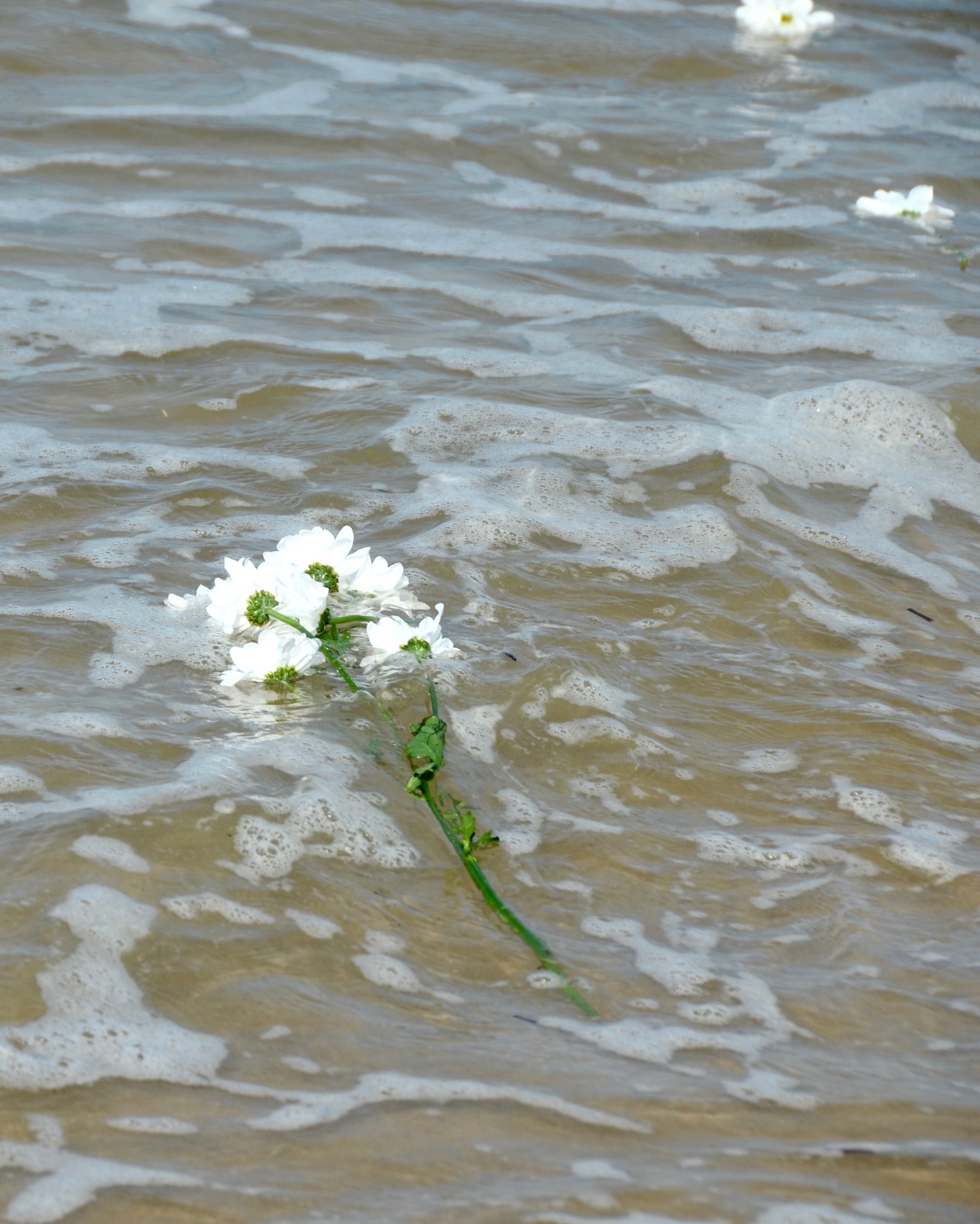 Flowers are thrown into the water each year to remember those lost.   KYRIL BROMLEY