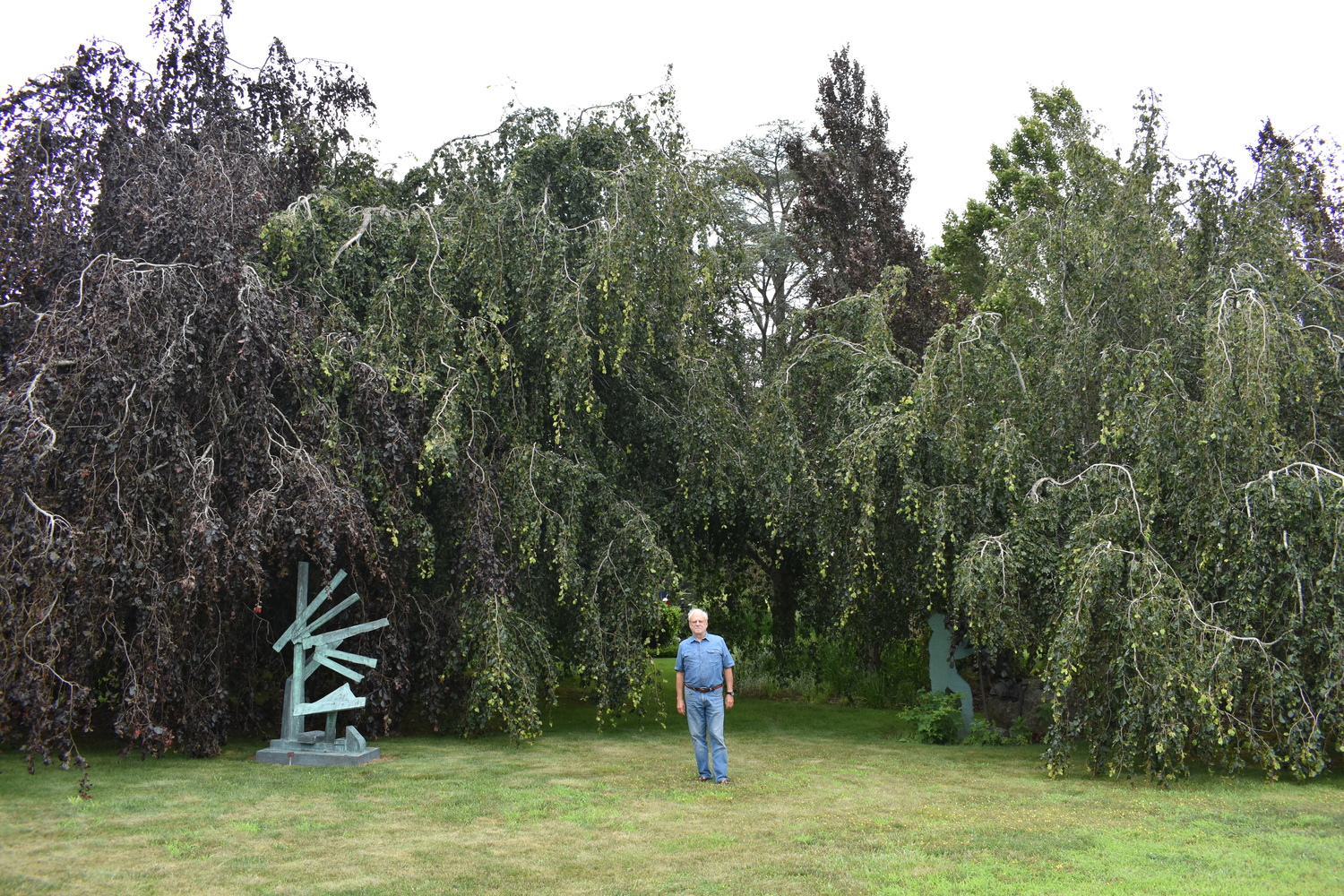 Louis Meisel with his beech trees in his sculpture garden in Sagaponack.  BRENDAN J. O'REILLY