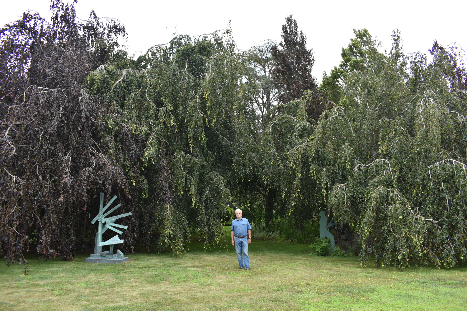 Louis Meisel with his beech trees in his sculpture garden in Sagaponack.  BRENDAN J. O'REILLY