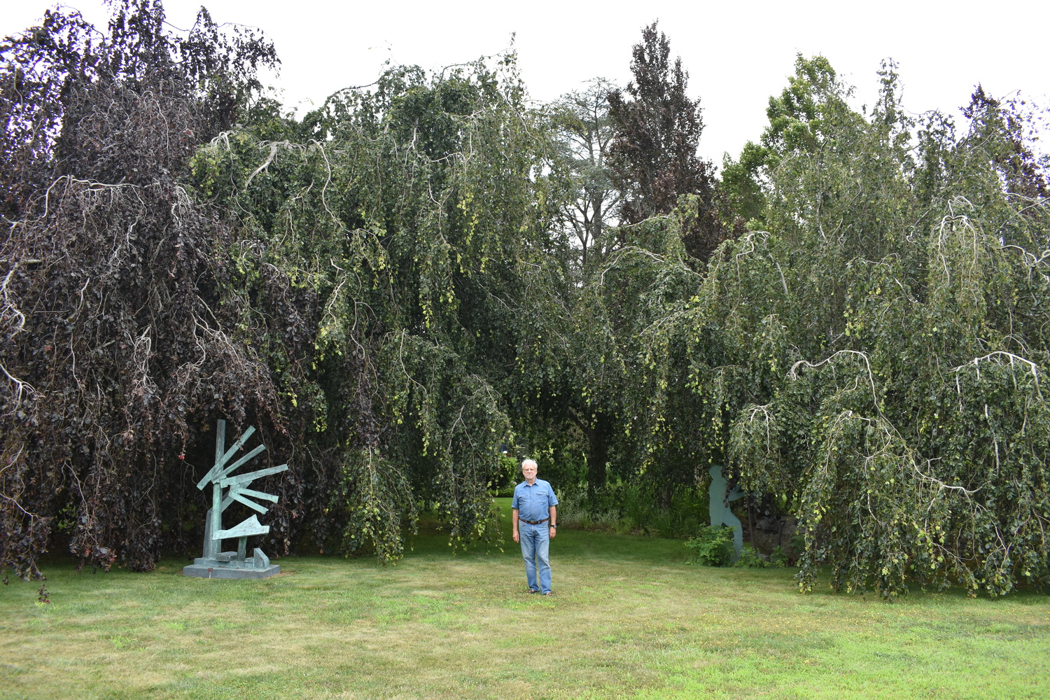 Louis Meisel with his beech trees in his sculpture garden in Sagaponack.  BRENDAN J. O'REILLY