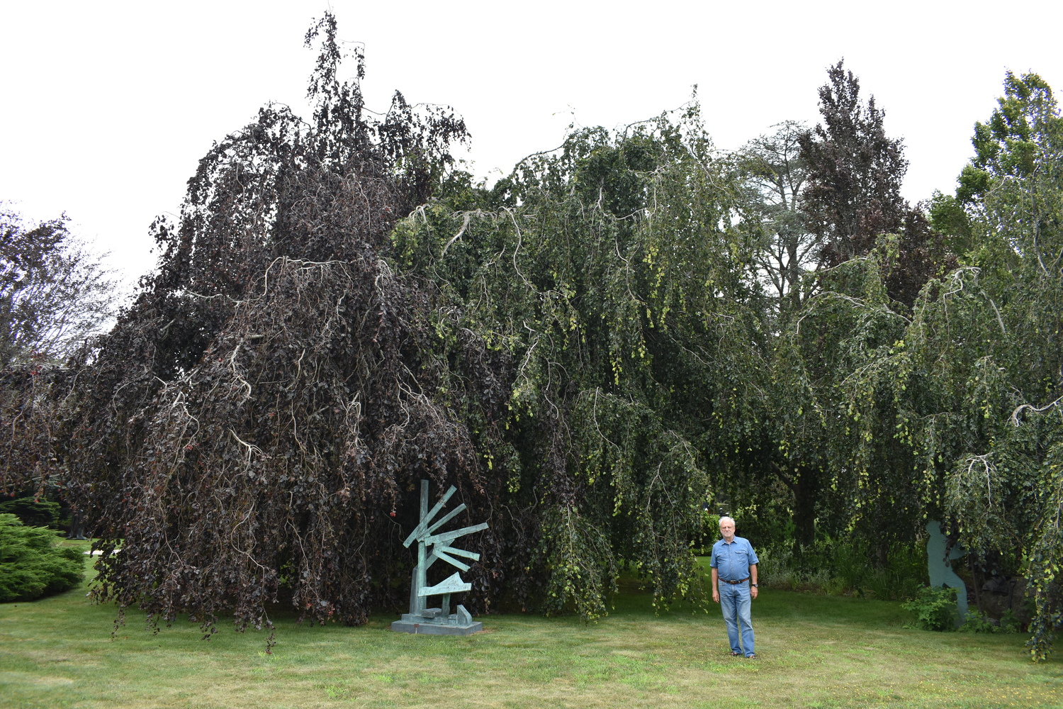 Louis Meisel with his beech trees in his sculpture garden in Sagaponack.  BRENDAN J. O'REILLY