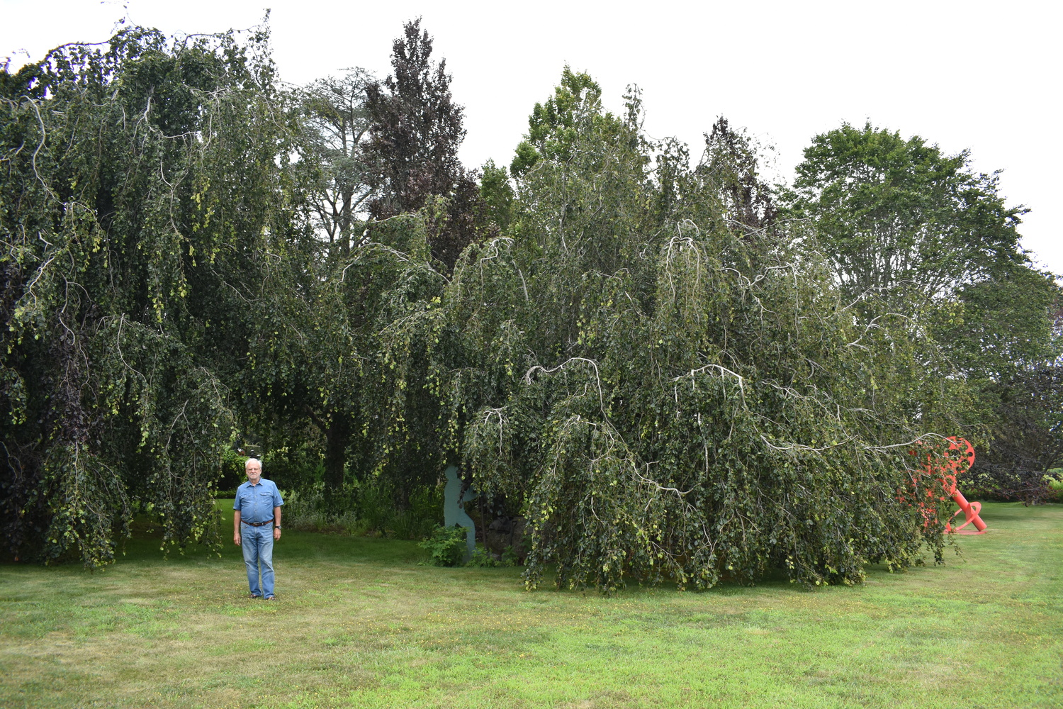 Louis Meisel with his beech trees in his sculpture garden in Sagaponack.  BRENDAN J. O'REILLY