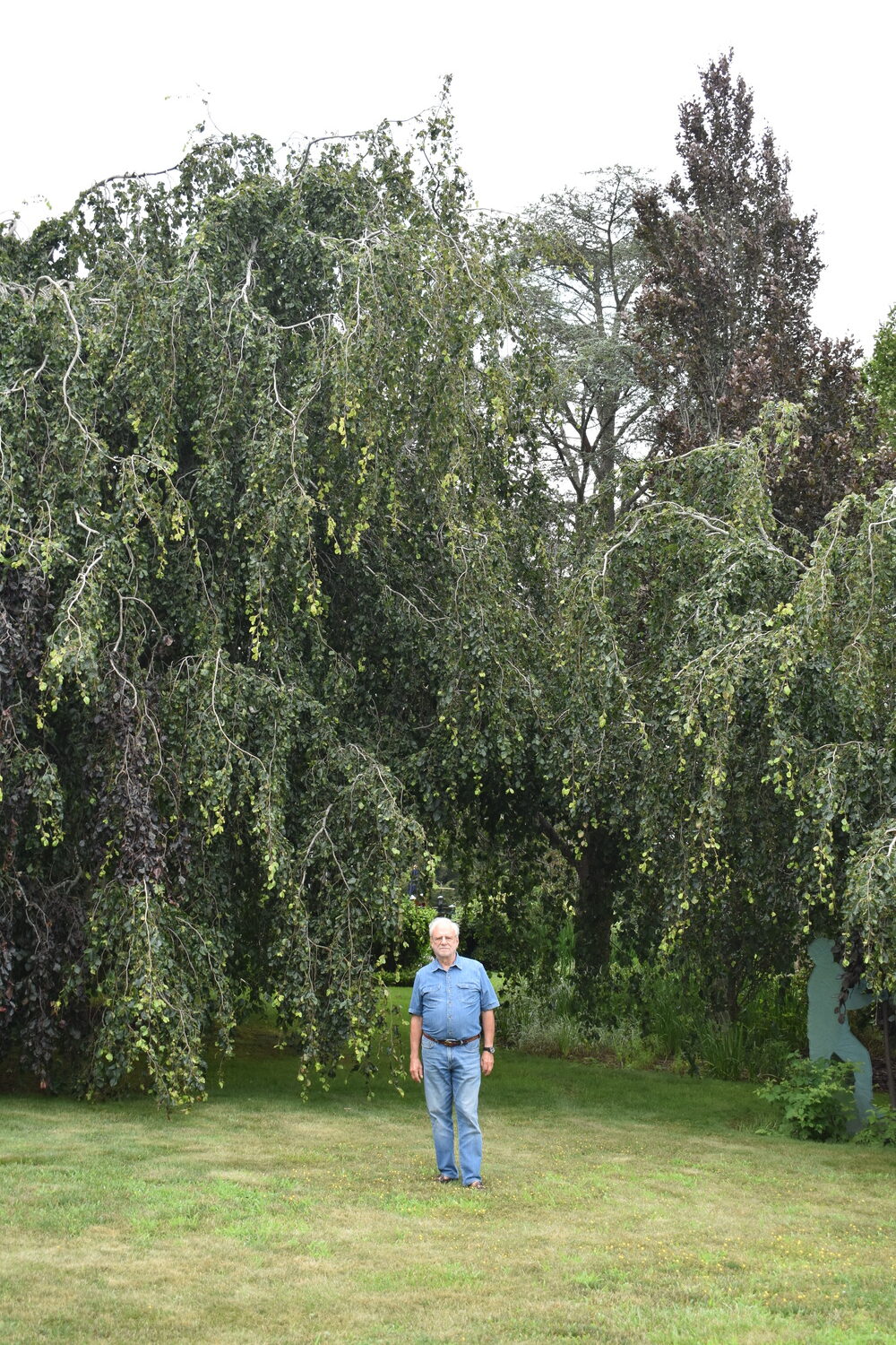 Louis Meisel with his beech trees in his sculpture garden in Sagaponack.  BRENDAN J. O'REILLY