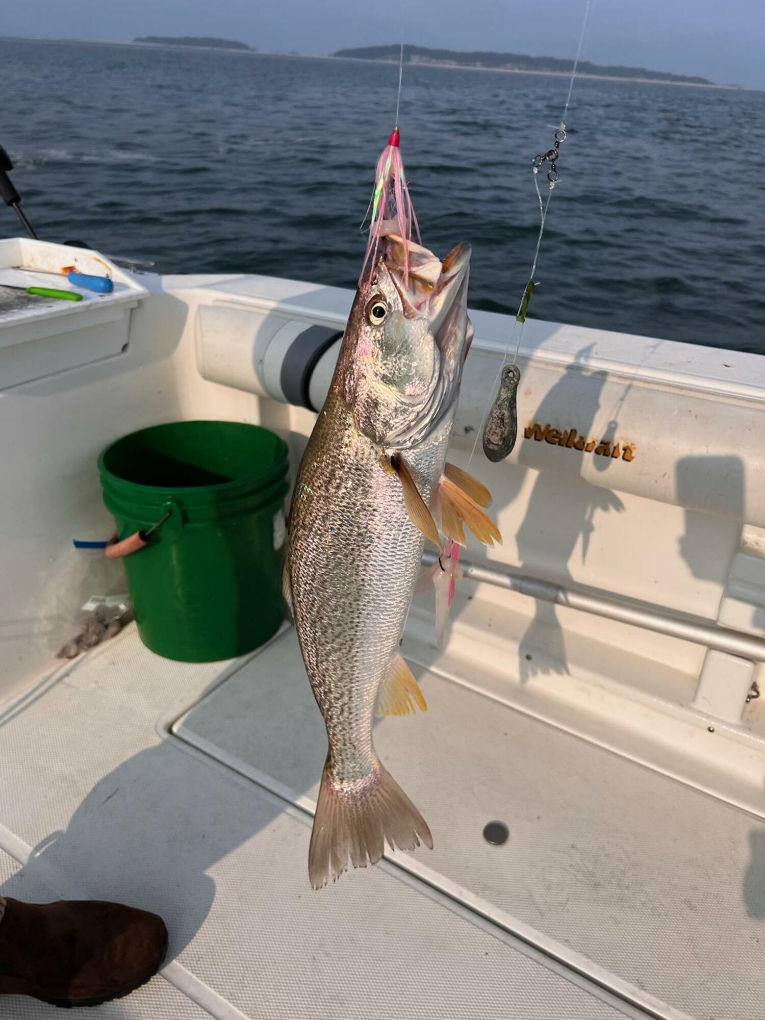 The author's granddaughter, Faith Daniels, with her catch of a weakfish and a sand shark.