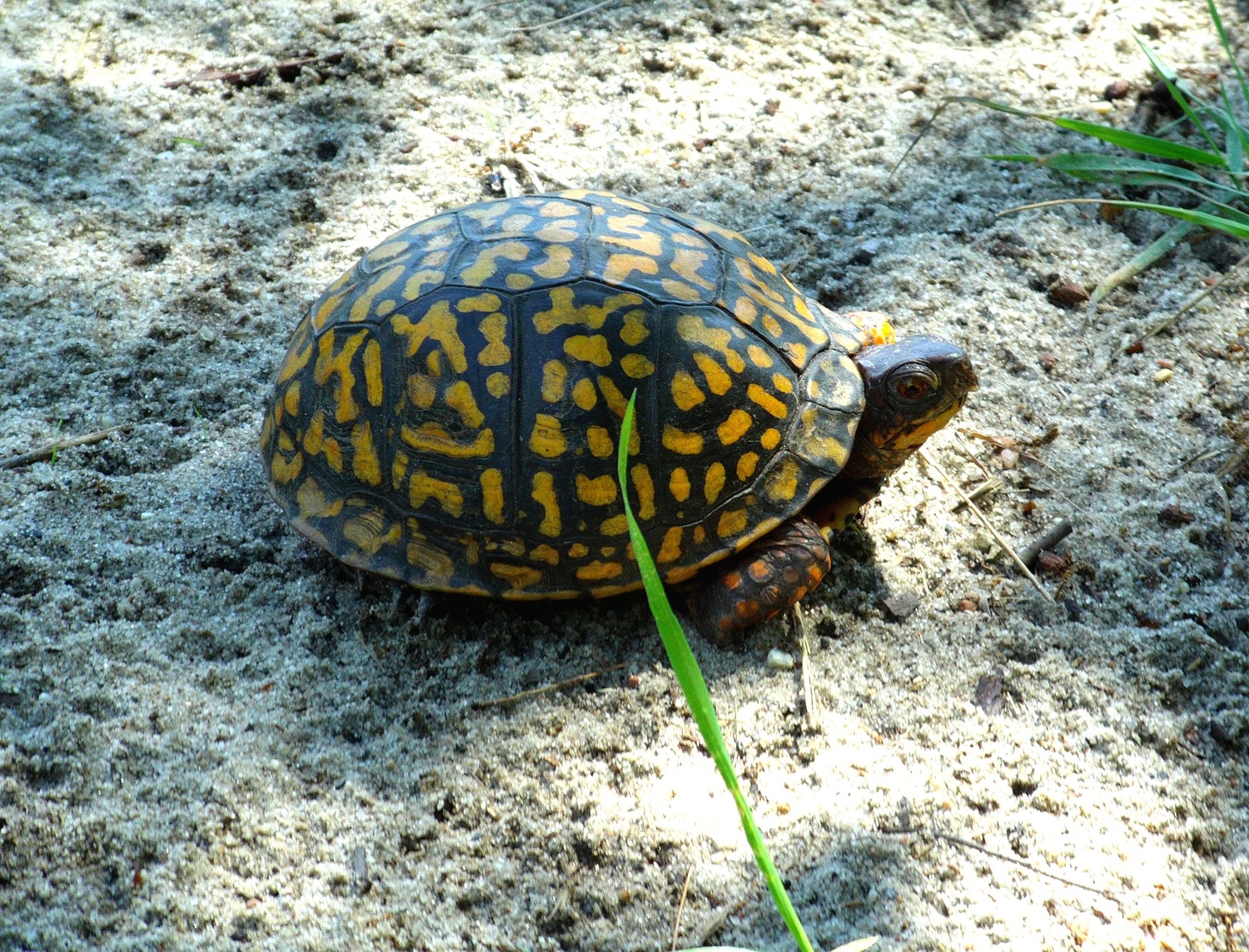 A box turtle found in the wetlands of Northwest Creek.    TERRY SULLIVAN