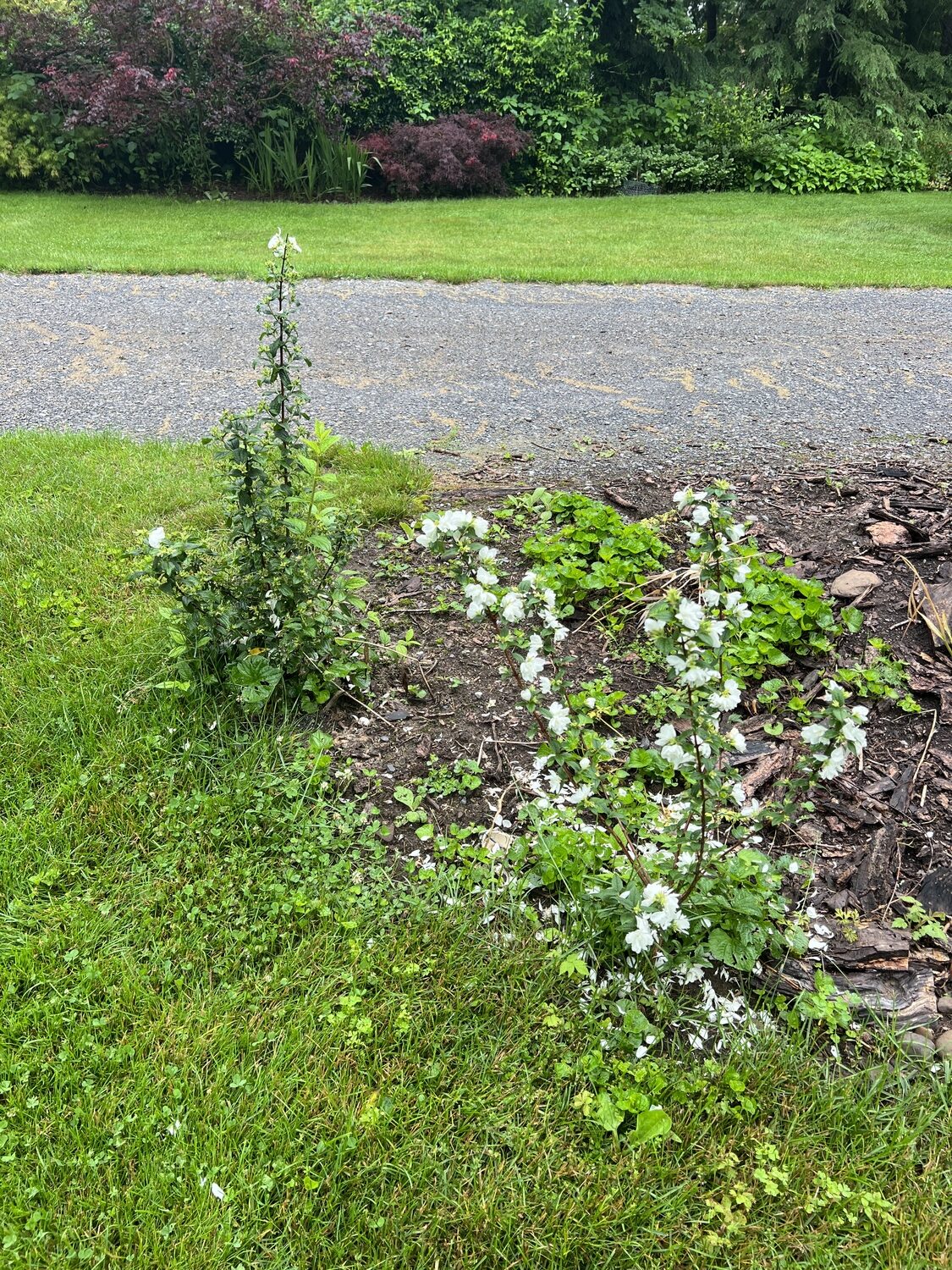 Philadelphus, or the mock orange, is a shrub with wonderfully scented white flowers in late spring. Once considered weedy and untamed, there are double-flowering varieties that are manageable. The variety Illuminati Tower (left and right) was introduced a few years ago as a columnar type of mock orange but so far my trials have shown it to be a bit variable and not quite so columnar. Maybe Illuminati Tower II will turn our better?
ANDREW MESSINGER