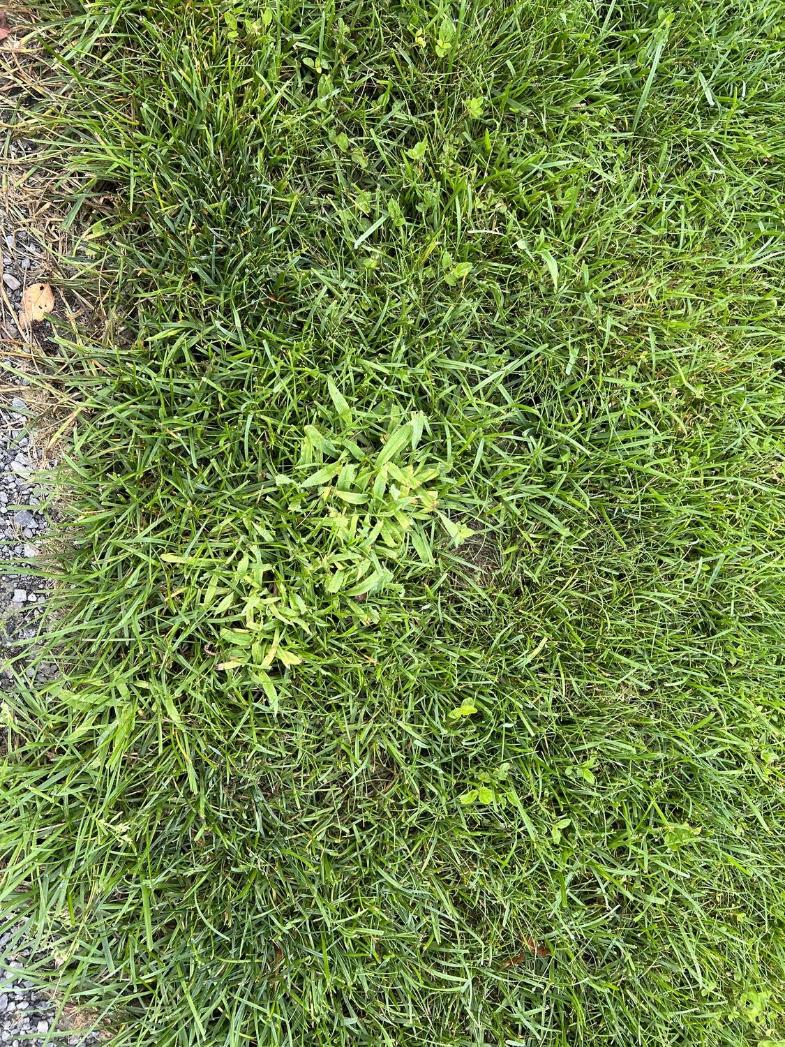 Look closely and you’ll see a number of weeds that blend in in a more distant view. But in the middle is an half-square-foot outbreak of crabgrass. This annual weed can easily get out of control if not taken care of. It always shows up at the driveway margin (far right) from seed washed down the driveway in storm runoff from the road 20 feet away.  It’s easily pulled out, and if done before seed set it’s not a source of more crabgrass seed for next year. ANDREW MESSINGER