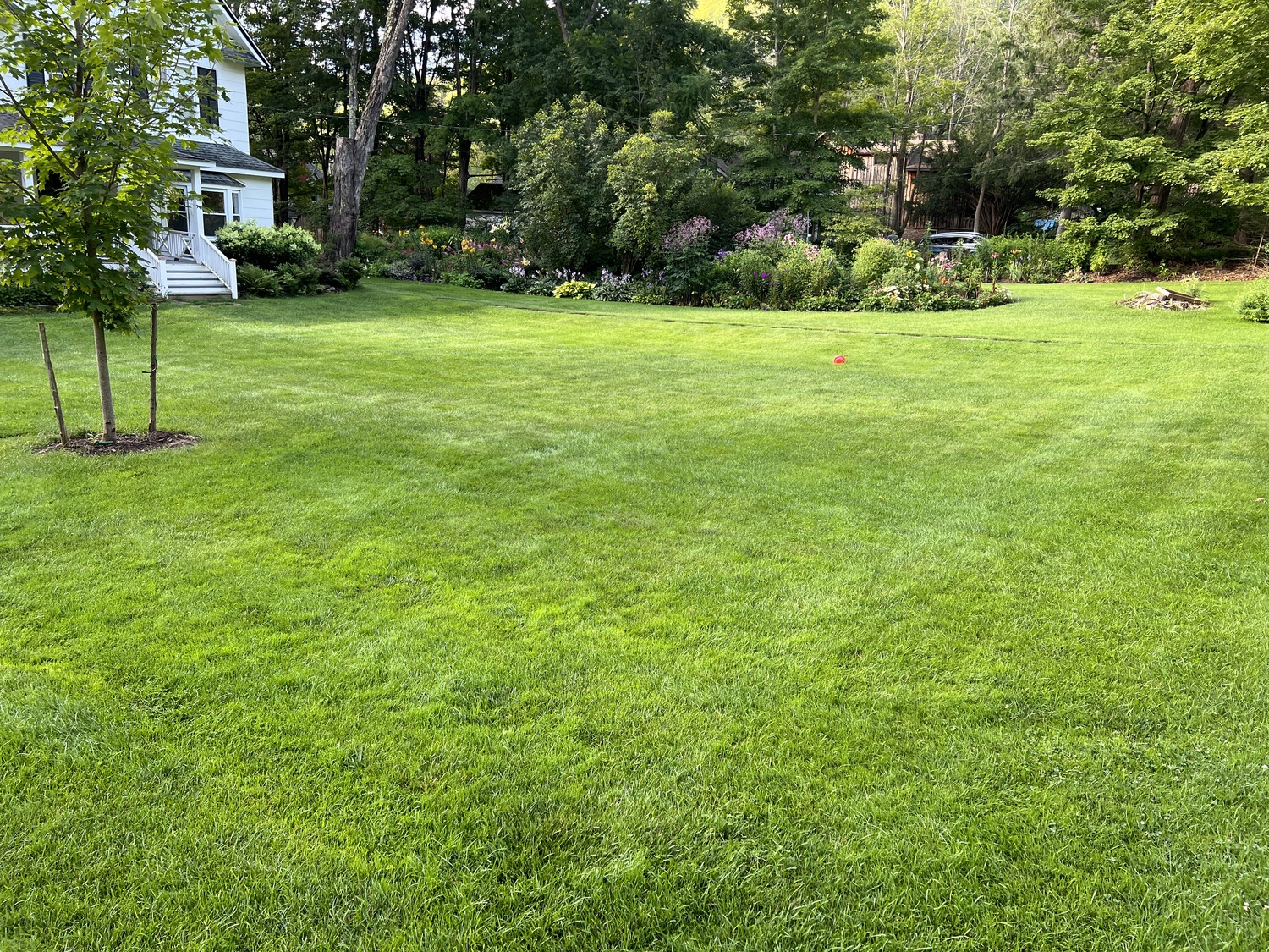 From a distance my lawn looks lush, green and weed free. It’s not. But with the copious amount of rain the grasses are choking out many of the weeds and that’s what a good lawn will do. The grass is taller than what you see on most Hamptons lawns, but this too helps in keeping weeds at bay though it does need to be cut more often. This portion of the lawn gets a 