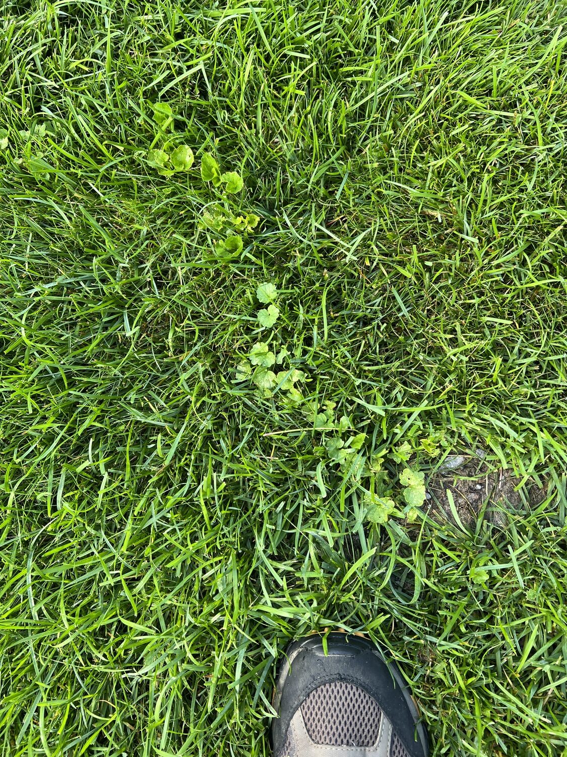 Ground ivy (the strand of leaves in the center of the picture) can be difficult to control and needs to be removed when it’s first noticed. It grows from underground stems/runners to removal needs to be carefully done. Individual leaves can be painted with a herbicide like glyphosate but great care is needed to limit damage to the grasses.  At the top left are the remnant leaves of wild violets. I don’t consider this a real weed issue but many do.  
ANDREW MESSINGER