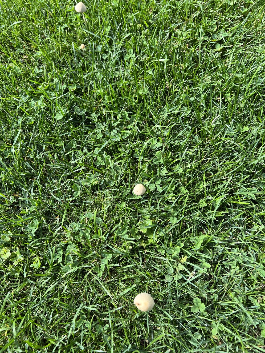 Small mushrooms showing up in the lawn are not an issue. However, if the mushrooms show up in an ever widening circle with the center of the circle dying out this can be a clue to a major problem.
ANDREW MESSINGER