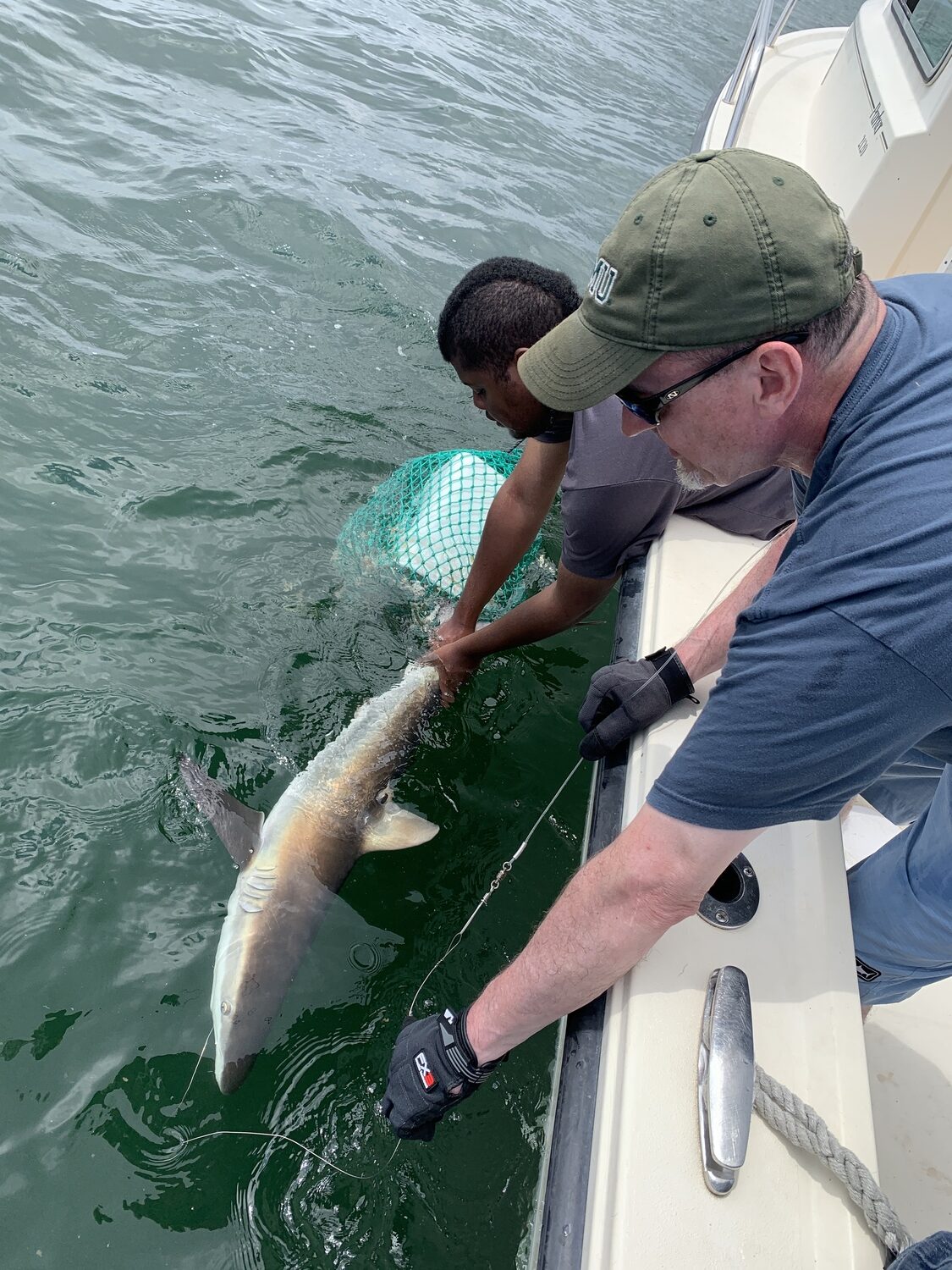 Members of the South Fork Natural History Museum's Shark Research and Education Program tag sharks. SOFO SHARKS