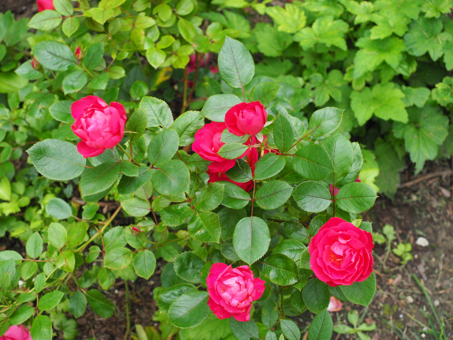 The rose Oso Easy Double Red has been one of my favorites since it was added to my trials in 2017 and often recommended here. It has a lightly scented flower that glows in late afternoon and early evening and it’s been shown to have good disease resistance, needs no deadheading and a long blooming season. Over pruning can lead to a more prostrate habit so encourage long, straight stems.  Three to four feet wide and tall.
ANDREW MESSINGER