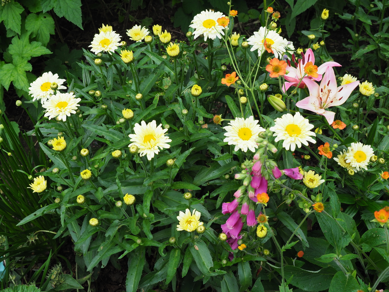 Shasta daisies have long had an issue with being lanky and falling over. When Banana Cream was introduced, it was the first Shasta with a yellow or banana-colored flower.  There were complaints about it not overwintering and being leggy as well.  Banana Cream II, shown here, has proven quite hardy (with good drainage) and in the second year in the garden has proven to be hardy to zone 5 and at 15 to 18 inches tall quite tight compared to varieties like Alaska.
ANDREW MESSINGER