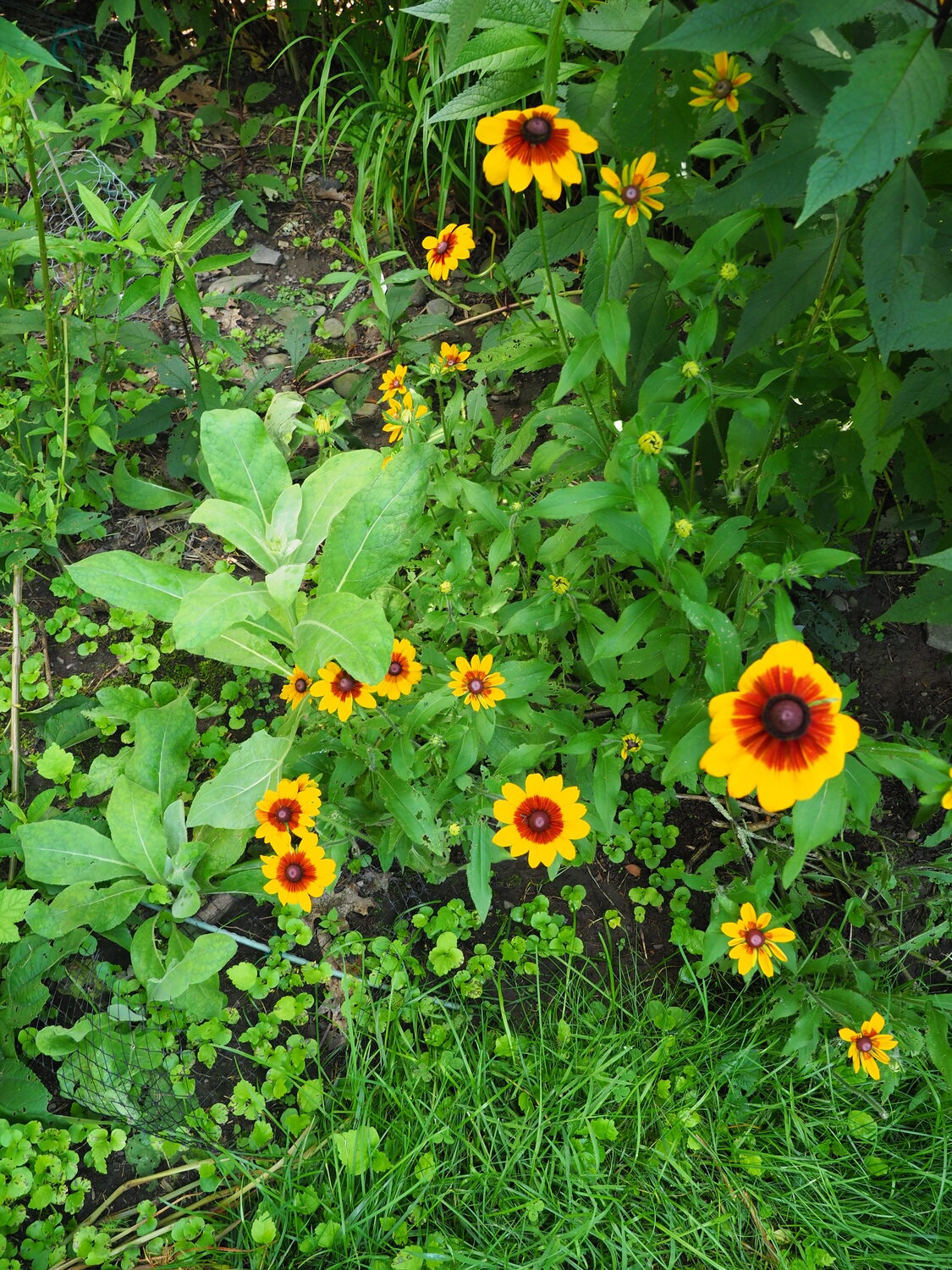 A long lost visitor, Rudbeckia 