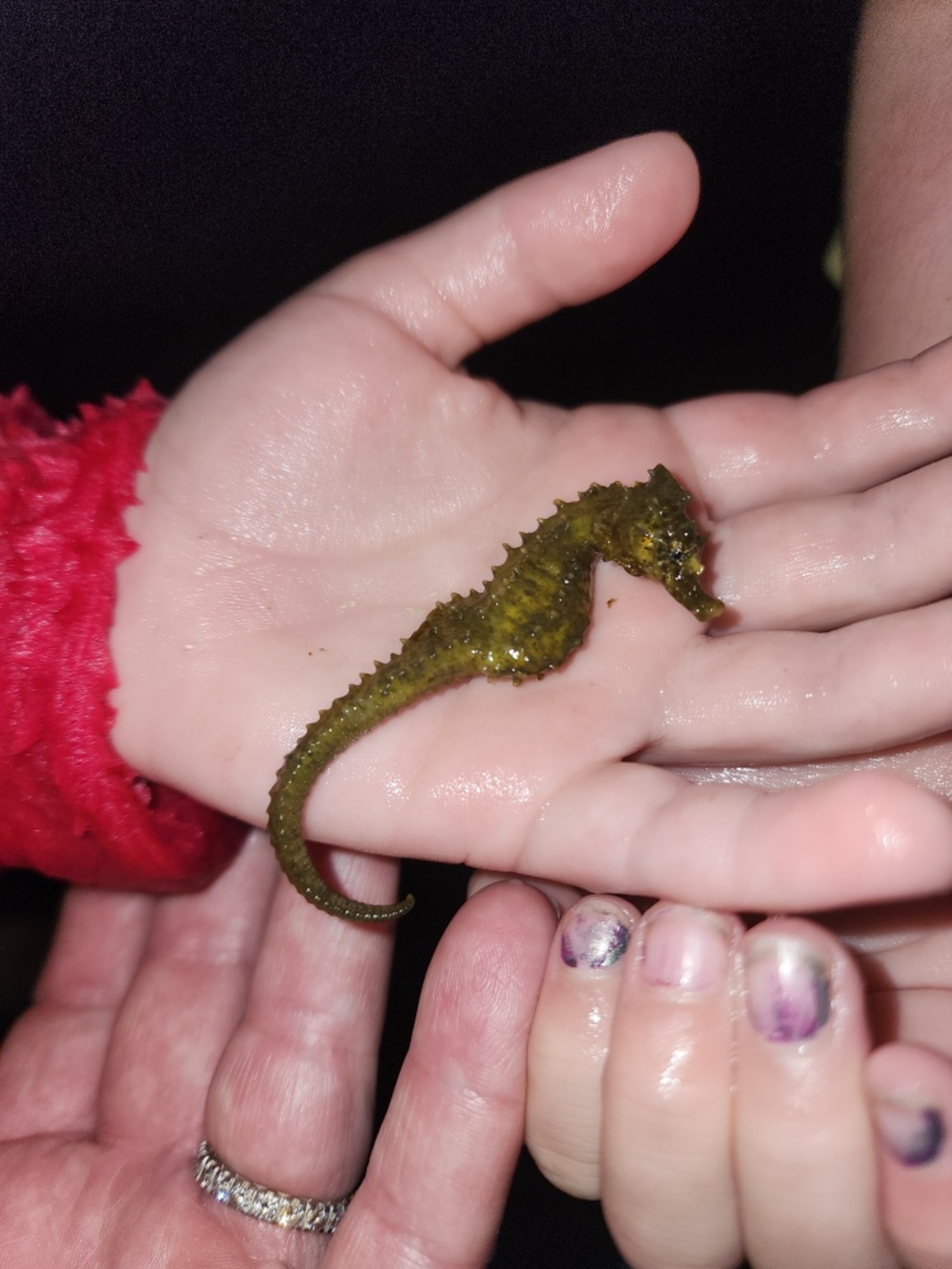 Kids exploring Georgica Pond discovered a northern lined seahorse living in the brackish waters at the southern end of the pond last week. Any Icthyologist surmised it had been carried into the pond when the 