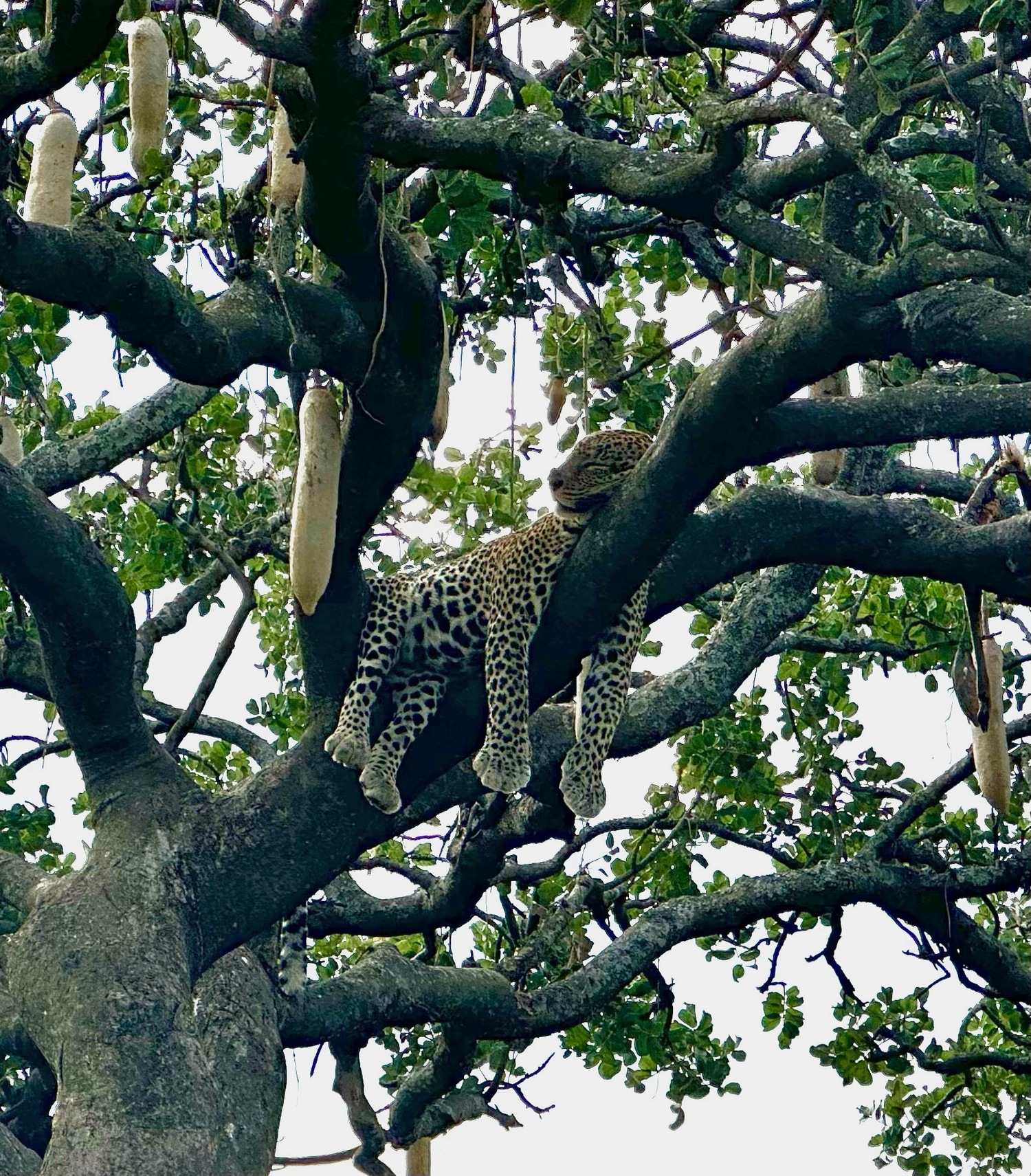 Scenes from Serengeti National Park in Tanzania. COURTESY JOE LOUCHHEIM