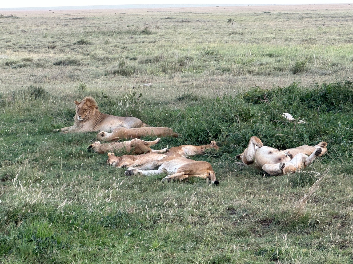 Scenes from Serengeti National Park in Tanzania. COURTESY JOE LOUCHHEIM