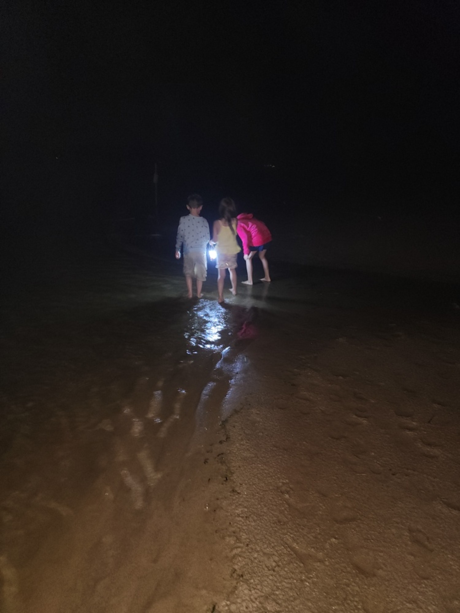 Kids exploring Georgica Pond discovered a northern lined seahorse living in the brackish waters at the southern end of the pond last week. Any Icthyologist surmised it had been carried into the pond when the 