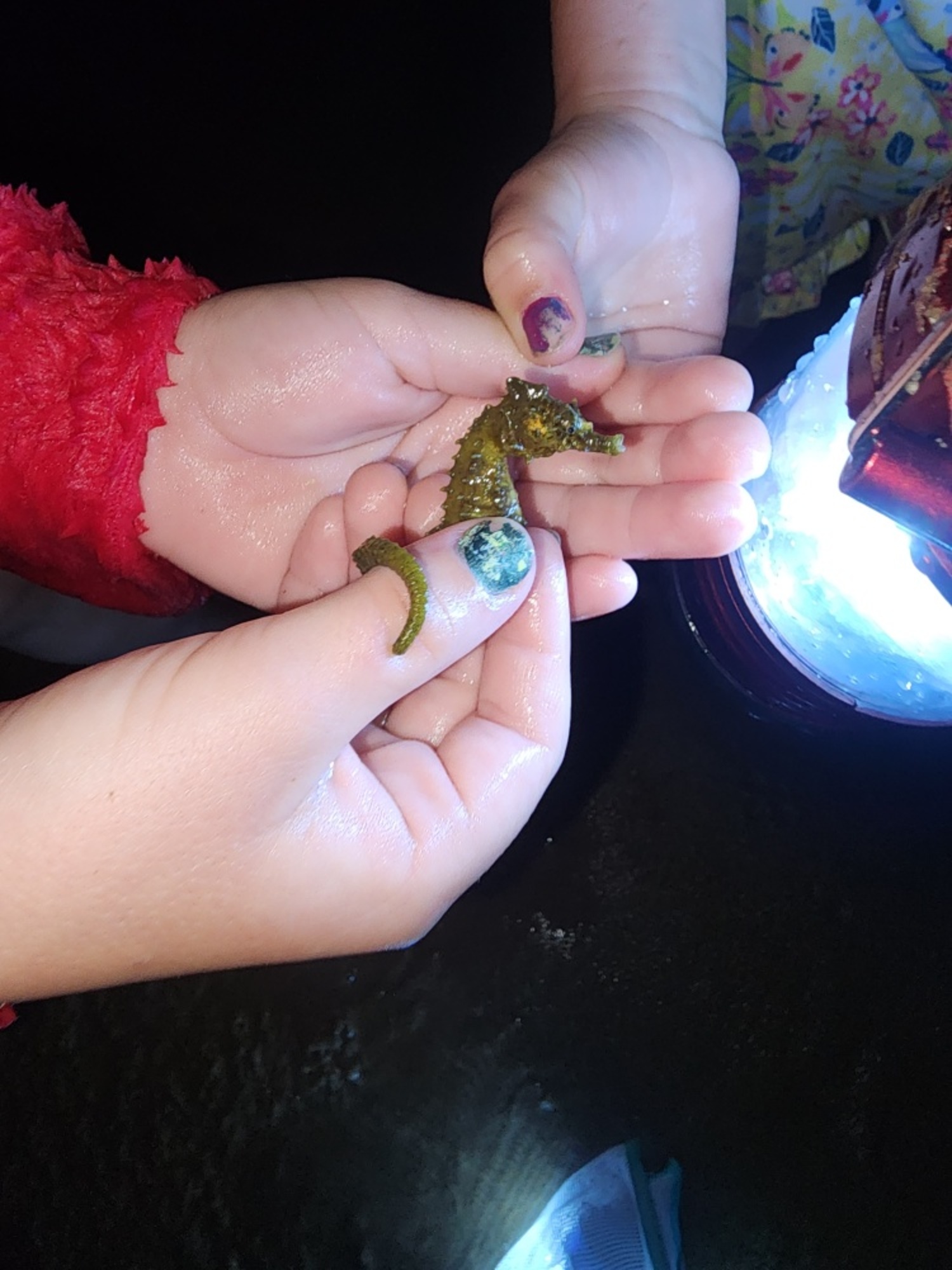 Kids exploring Georgica Pond discovered a northern lined seahorse living in the brackish waters at the southern end of the pond last week. Any Icthyologist surmised it had been carried into the pond when the 