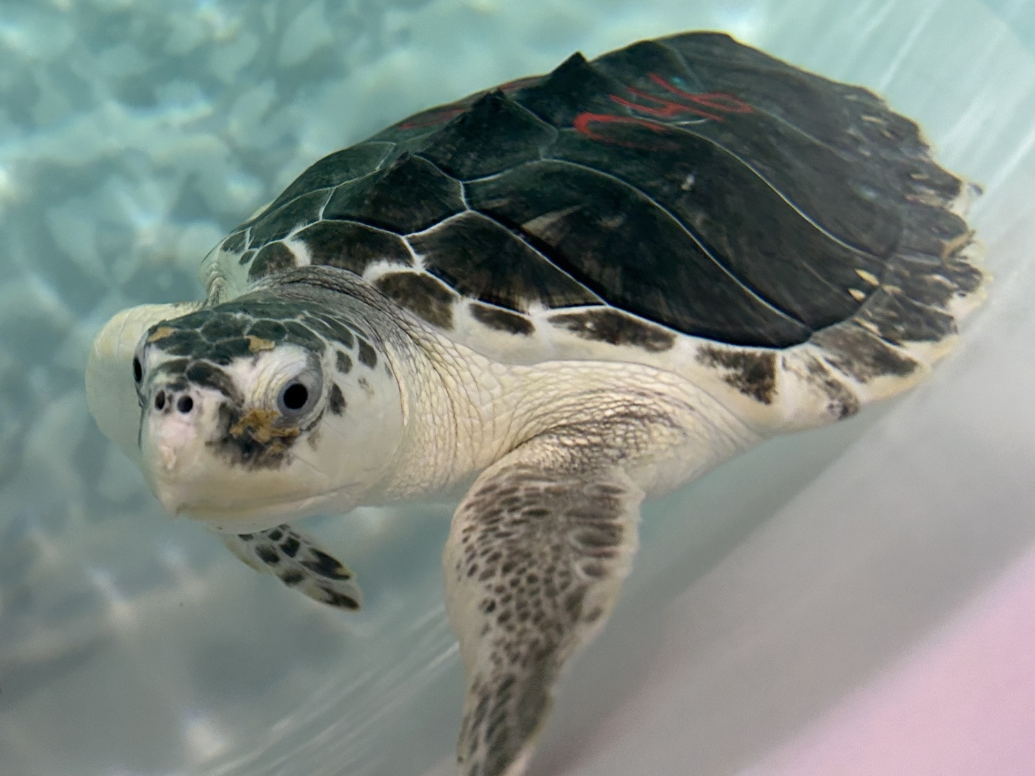 Rare and endangered Kemp's ridley turtles are rehabilitated at Atlantic Marine Conservation Society headquarters in Westhampton.   KITTY MERRILL