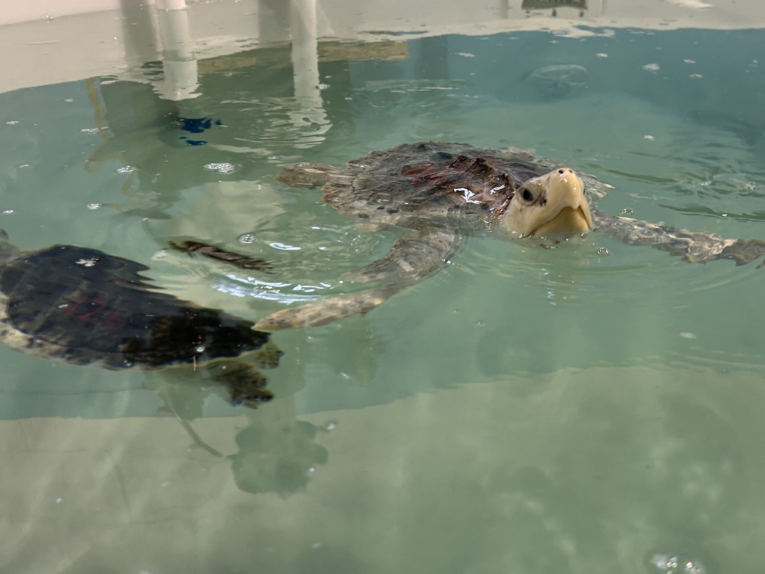 A curious Kemp's ridley turtle pokes his head out of the water in the rehabilitation pool at AMSEAS in Westhampton.   KITTY MERRILL