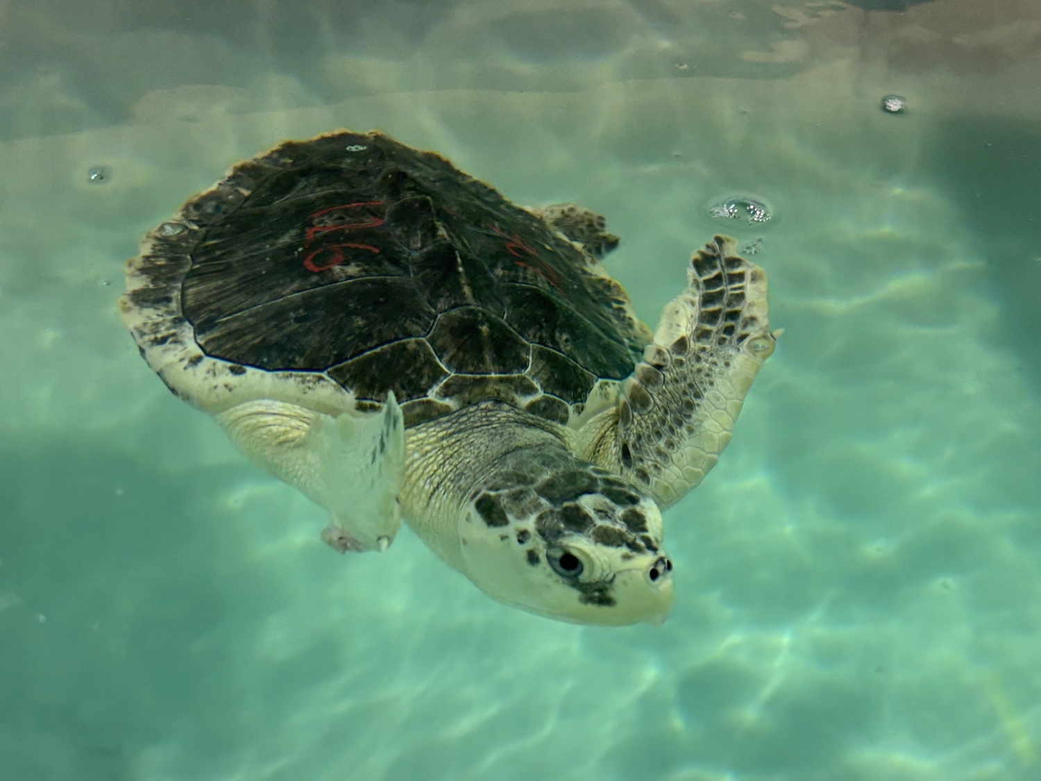 Taking a swim at AMSEAS in Westhampton.   KITTY MERRILL