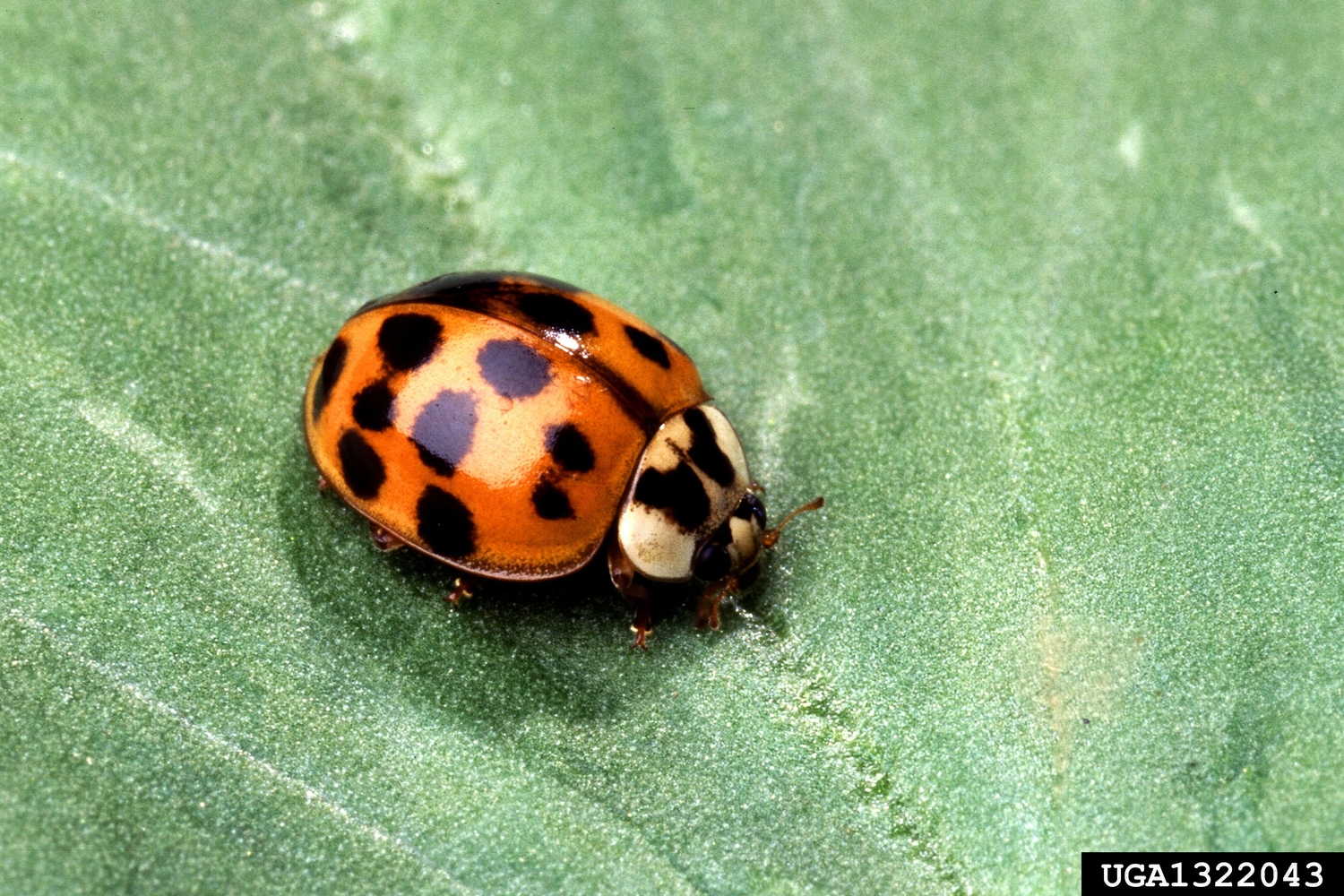 A multicolored Asian lady beetle, also known as harlequin ladybug. SCOTT BAUER, USDA AGRICULTURAL RESEARCH SERVICE/BUGWOOD.ORG, CC 3.0