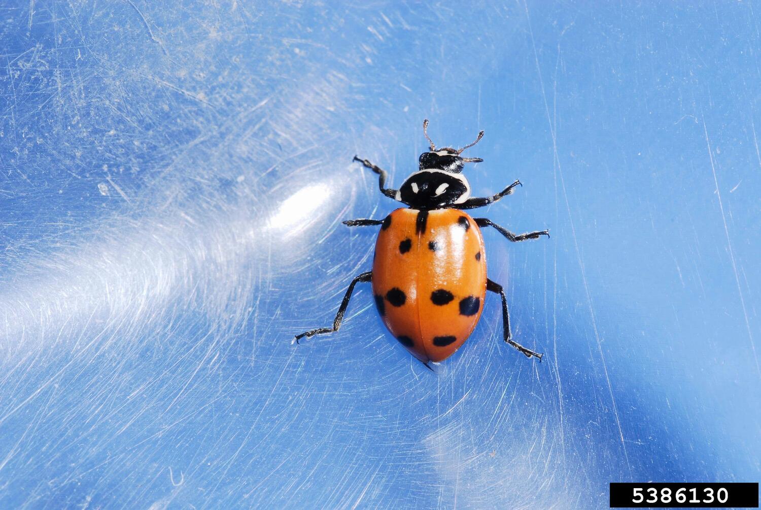 A convergent lady beetle, which is native to North America and the species commonly sold by ladybug sellers.  JOSEPH BERGER/BUGWOOD.ORG/CC 3.0