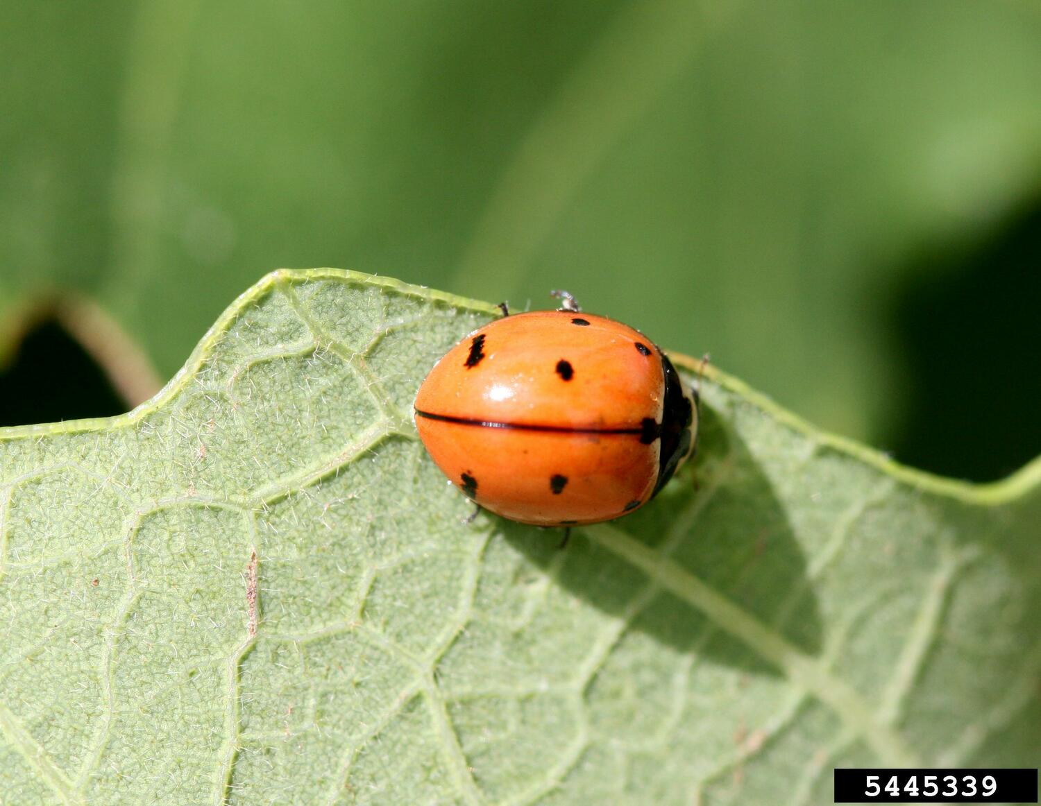 The nine-spotted ladybug, the New York State insect.  WHITNEY CRENSHAW, COLORADO STATE UNIVERSITY/BUGWOOD.ORG, CC 3.0